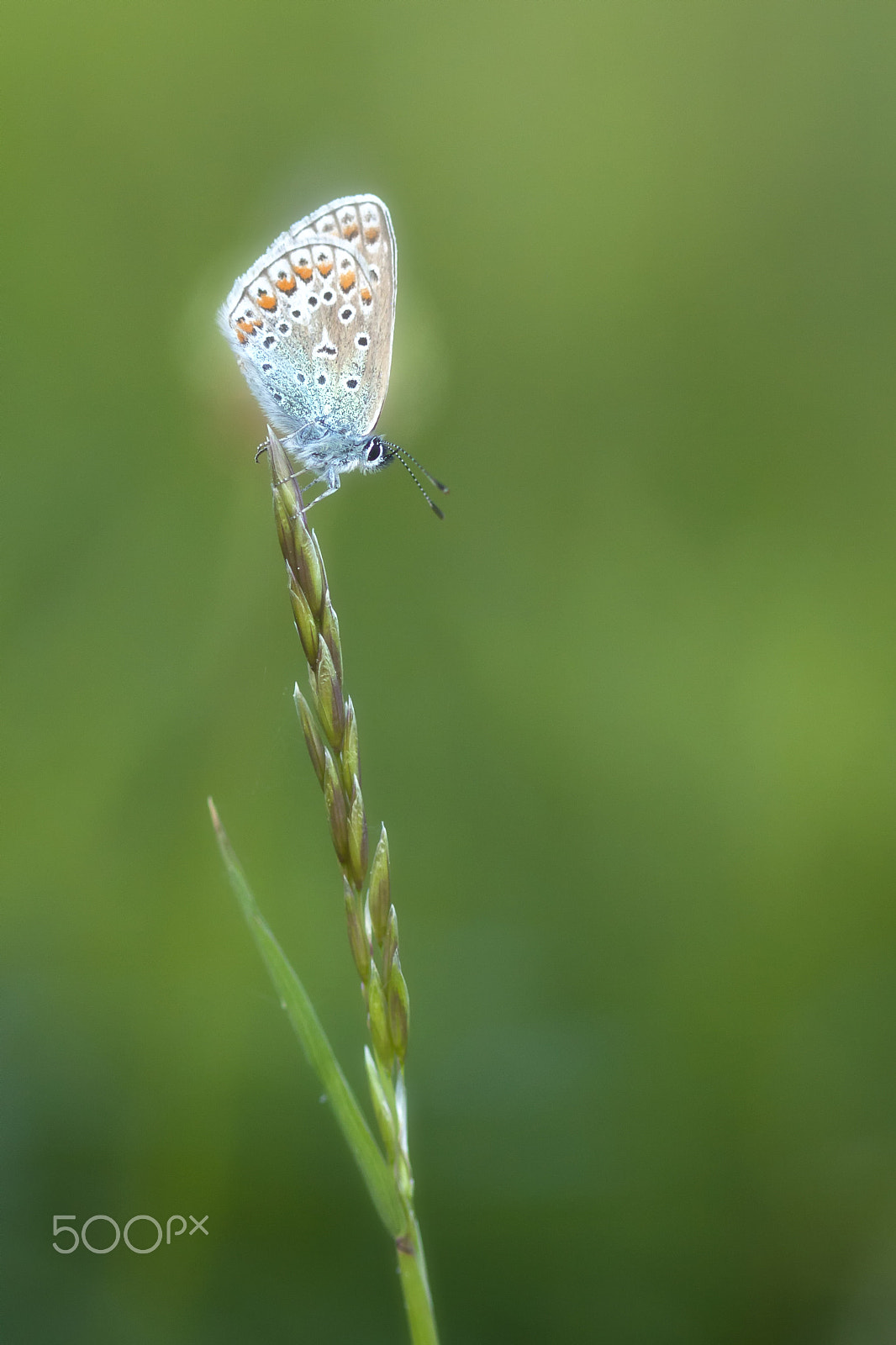 Canon EOS 50D + Canon EF 100mm F2.8 Macro USM sample photo. Butterflies and more photography