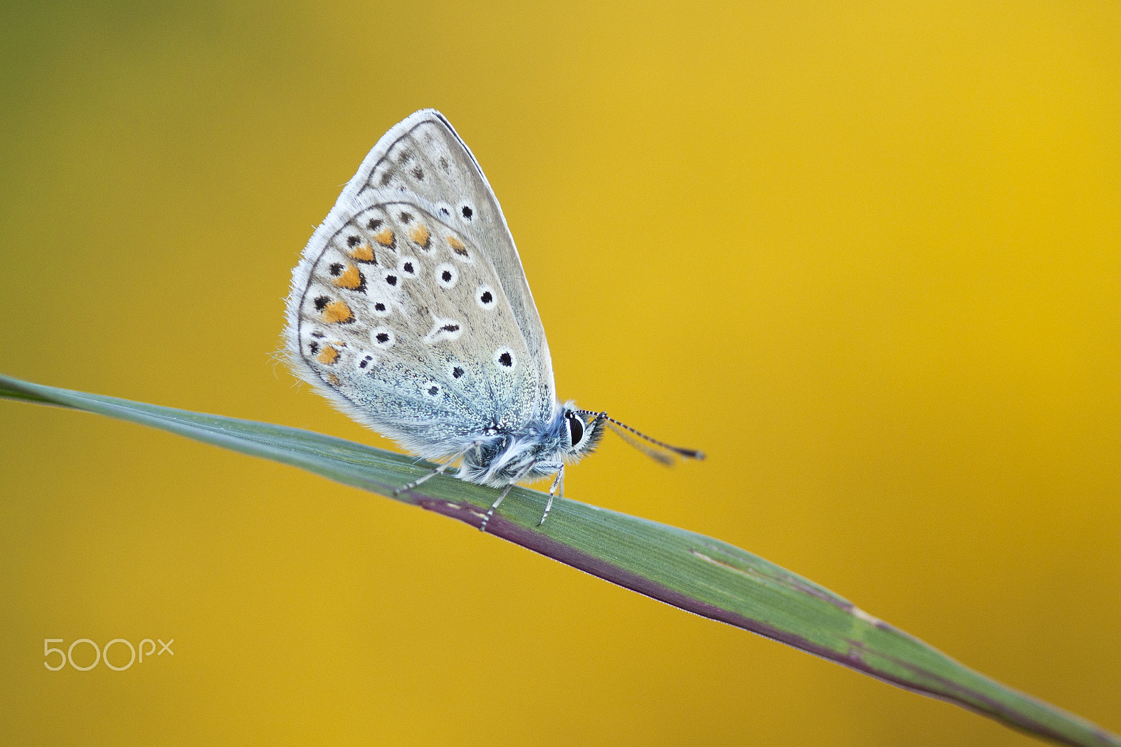 Canon EOS 50D + Canon EF 100mm F2.8 Macro USM sample photo. Butterflies and more photography