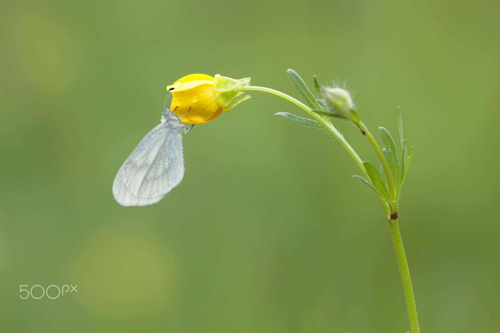 Canon EOS 50D + Canon EF 100mm F2.8 Macro USM sample photo. Butterflies and more photography