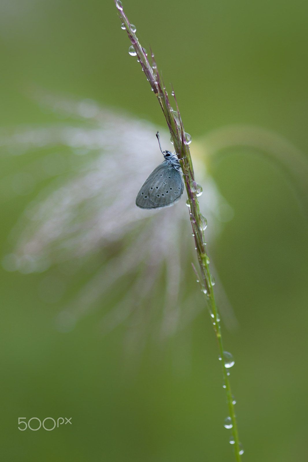 Canon EOS 50D + Canon EF 100mm F2.8 Macro USM sample photo. Butterflies and more photography