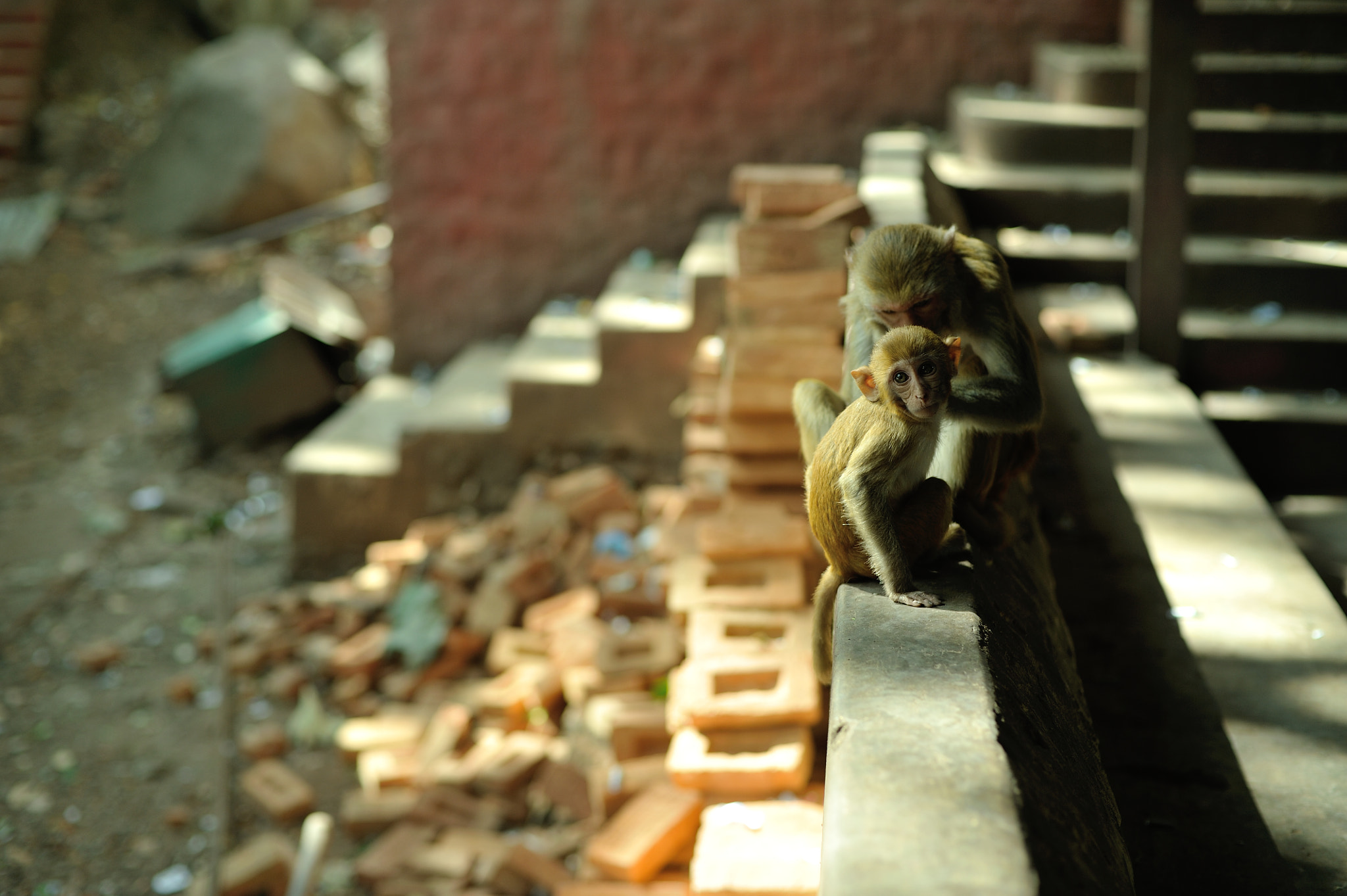 Nikon D700 + Voigtlander Nokton 58mm F1.4 SLII sample photo. Eyes photography