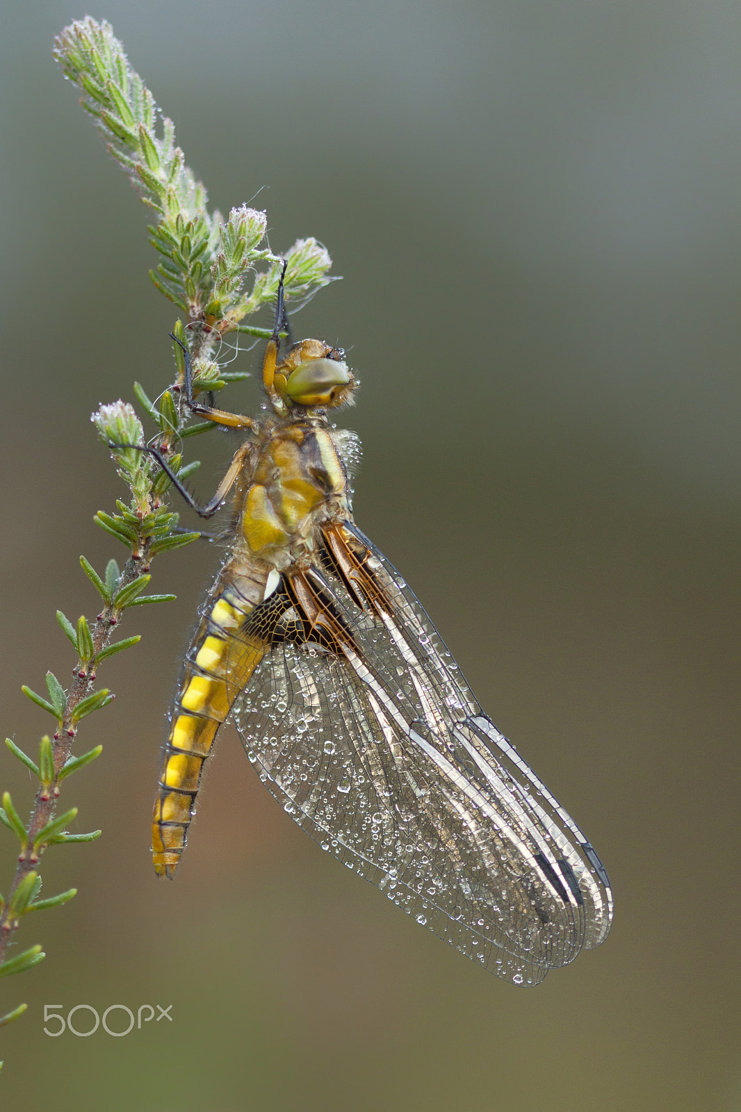 Canon EOS 50D + Canon EF 100mm F2.8 Macro USM sample photo. Butterflies and more photography