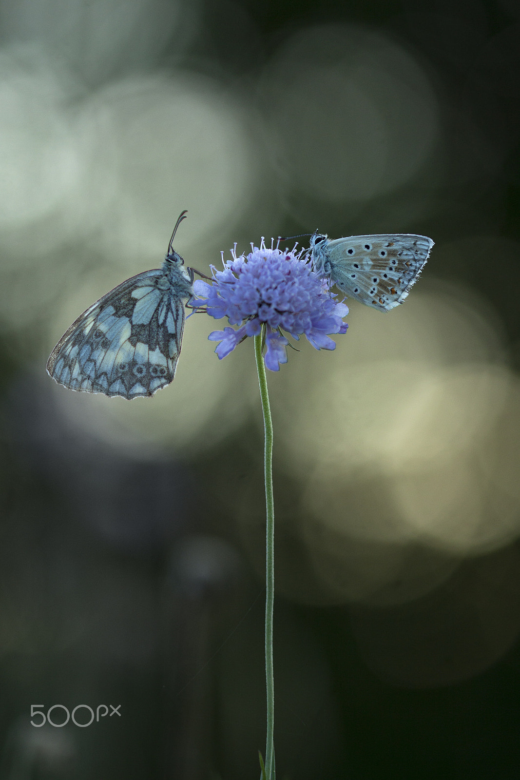 Canon EOS 50D + Canon EF 100mm F2.8 Macro USM sample photo. Butterflies and more photography