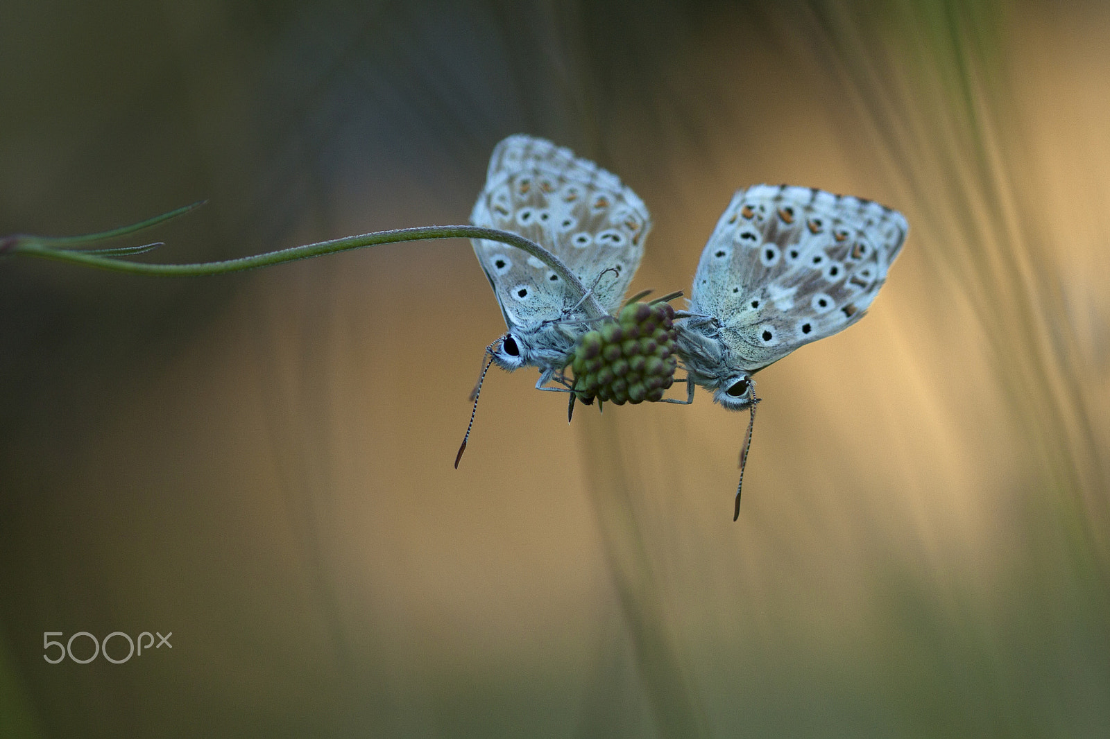 Canon EOS 50D + Canon EF 100mm F2.8 Macro USM sample photo. Butterflies and more photography