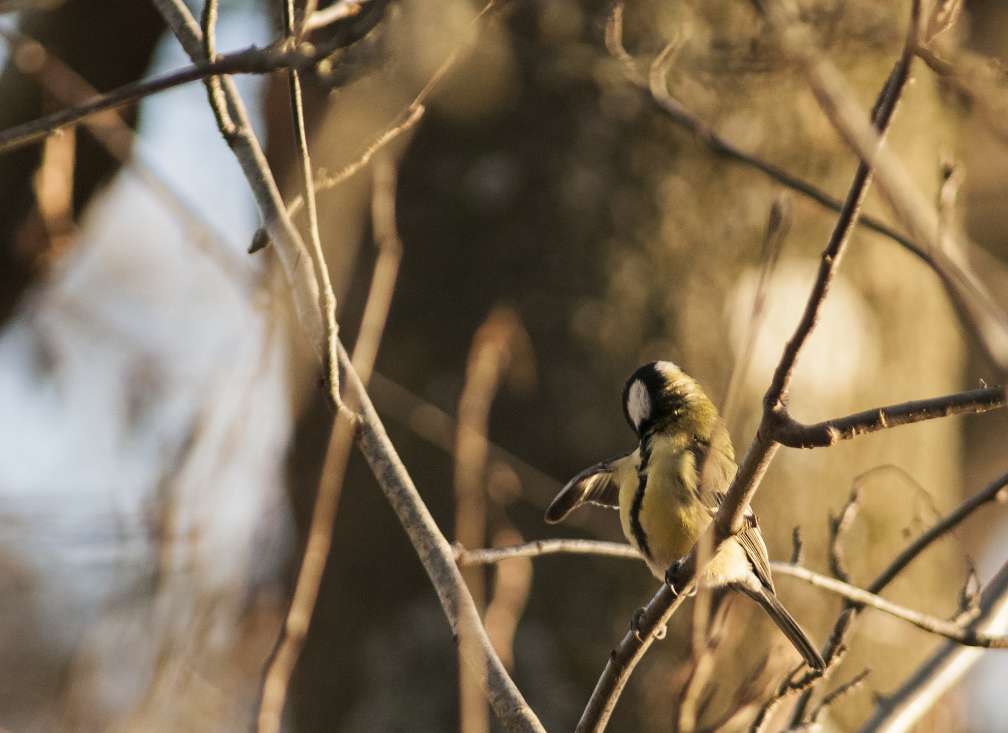 Nikon D700 + AF Nikkor 300mm f/4 IF-ED sample photo. Parus major photography