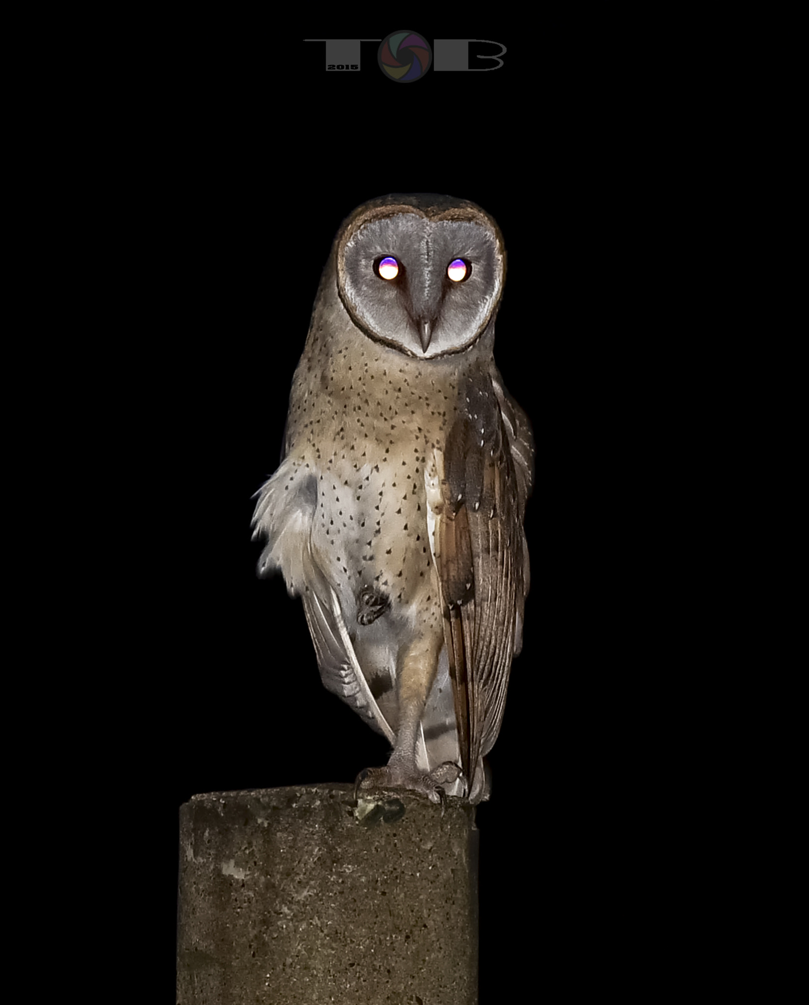 Nikon AF-S Nikkor 600mm F4D ED-IF II sample photo. Tytonidae photography