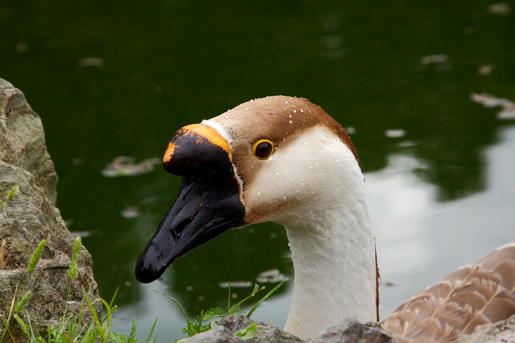 Canon EF 24-105mm F4L IS USM sample photo. Aix galericulata photography