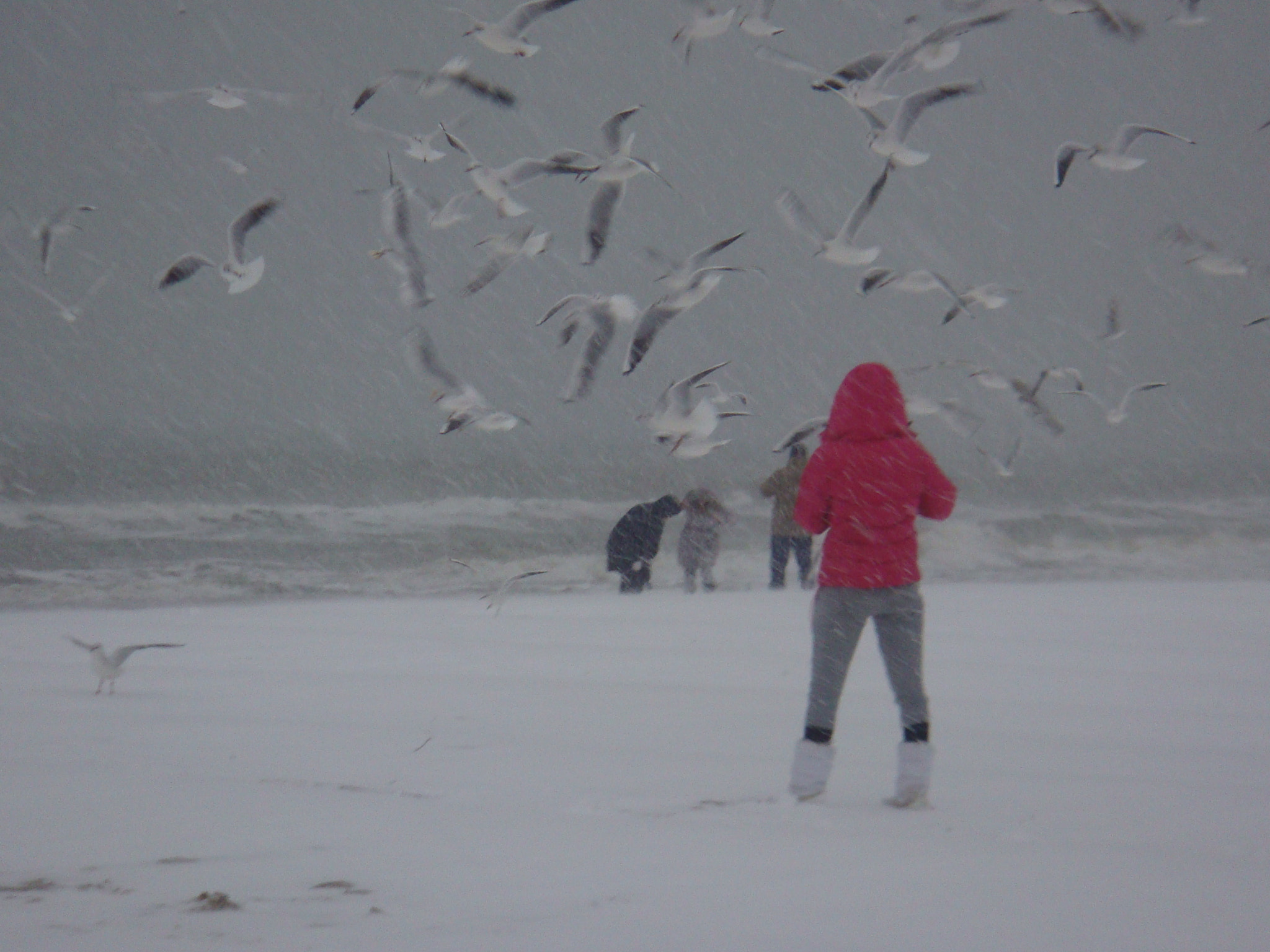 Sony DSC-T2 sample photo. Сonductor of seagulls flock photography