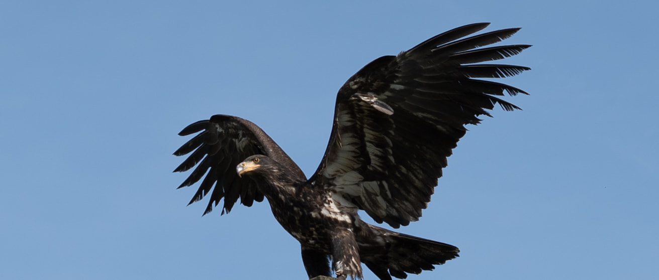 E 50mm F2 sample photo. Eagle photography