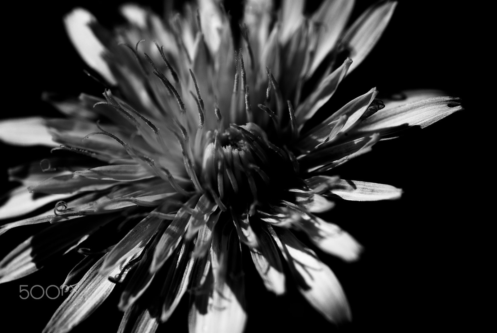 Nikon D40X + Nikon AF Micro-Nikkor 60mm F2.8D sample photo. Winter dandelion #2 photography