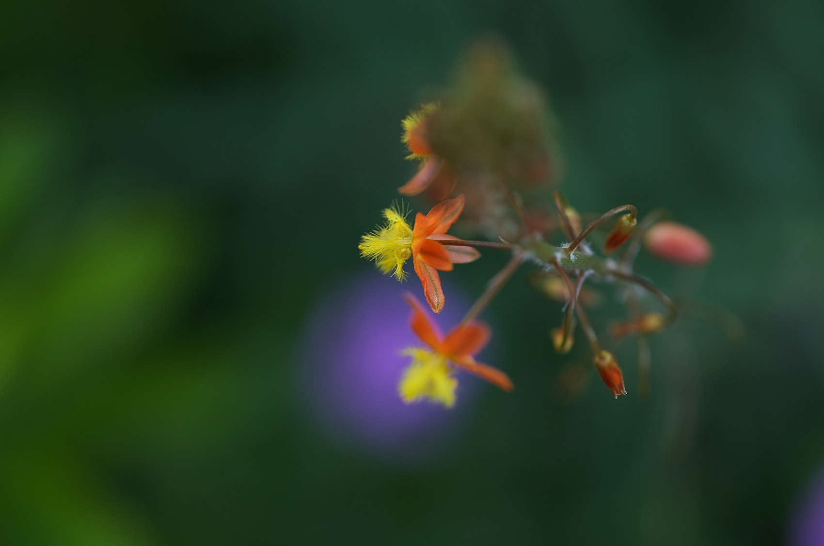 Pentax K-30 + smc PENTAX-F MACRO 50mm F2.8 sample photo. Small flowers! photography