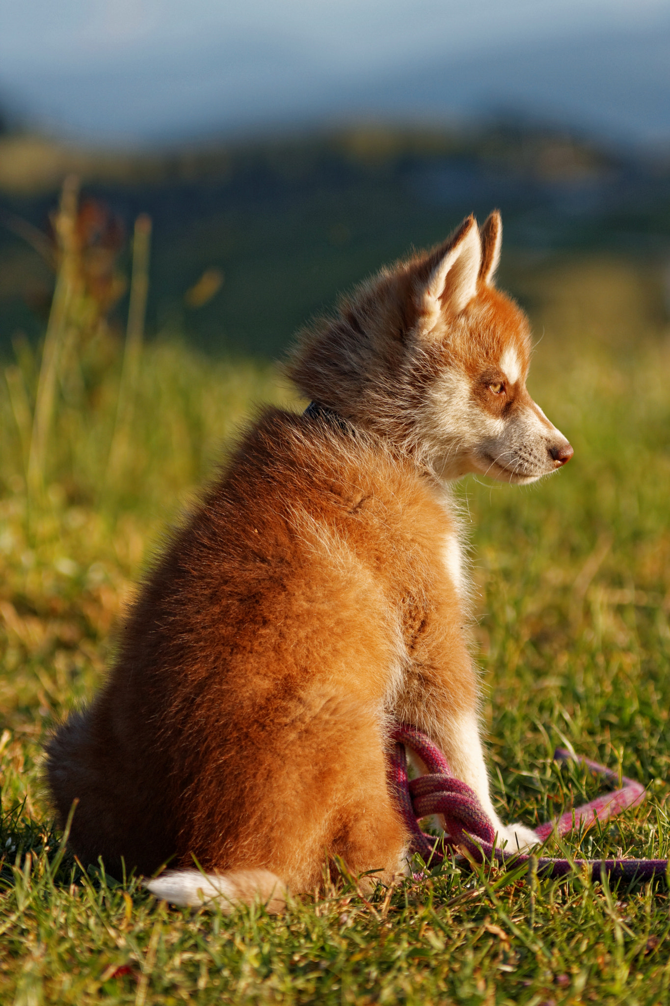 Sigma 70-200mm F2.8 EX DG OS HSM sample photo. Baby husky photography