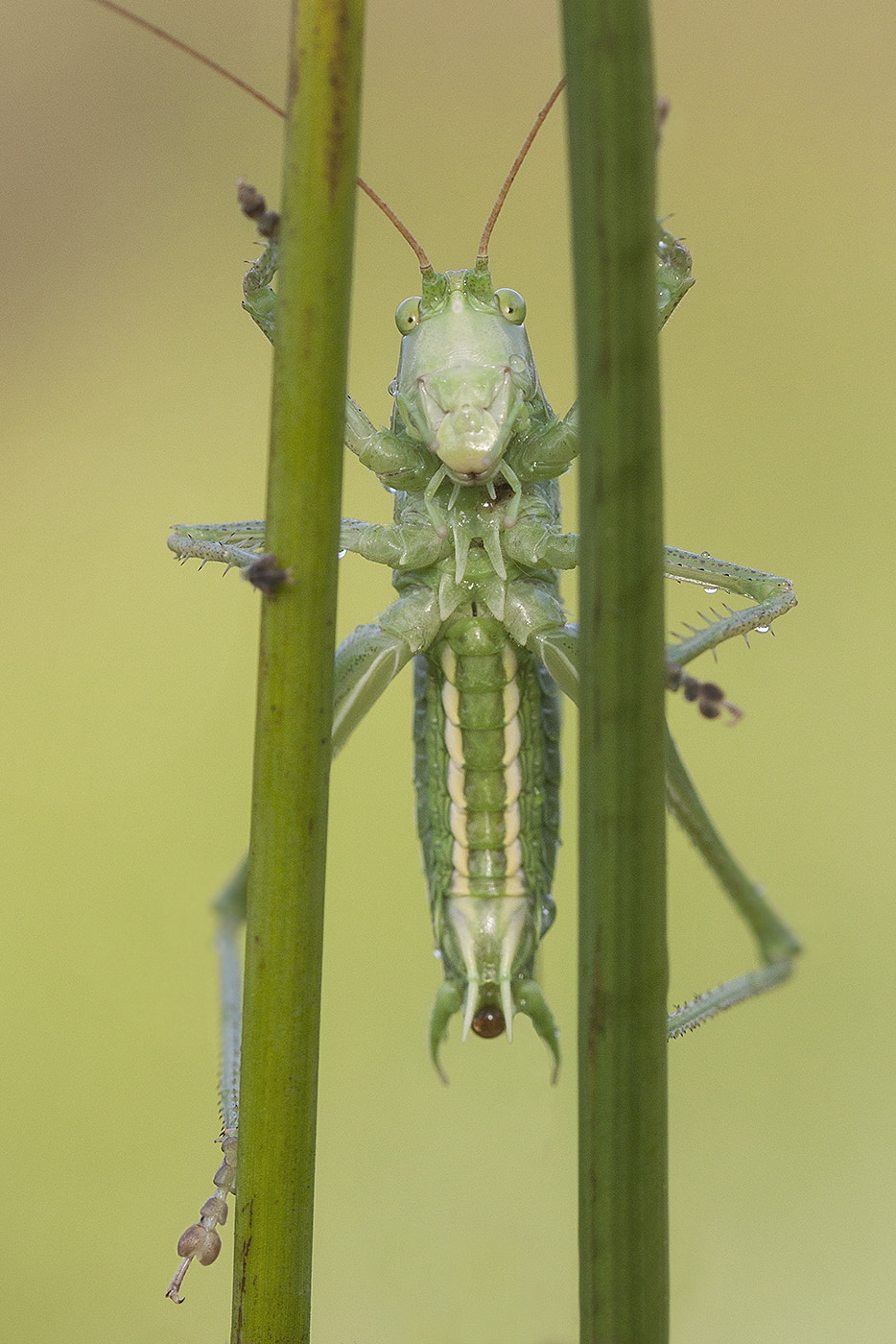 Canon EOS 50D + Canon EF 100mm F2.8 Macro USM sample photo. Are you looking at me photography