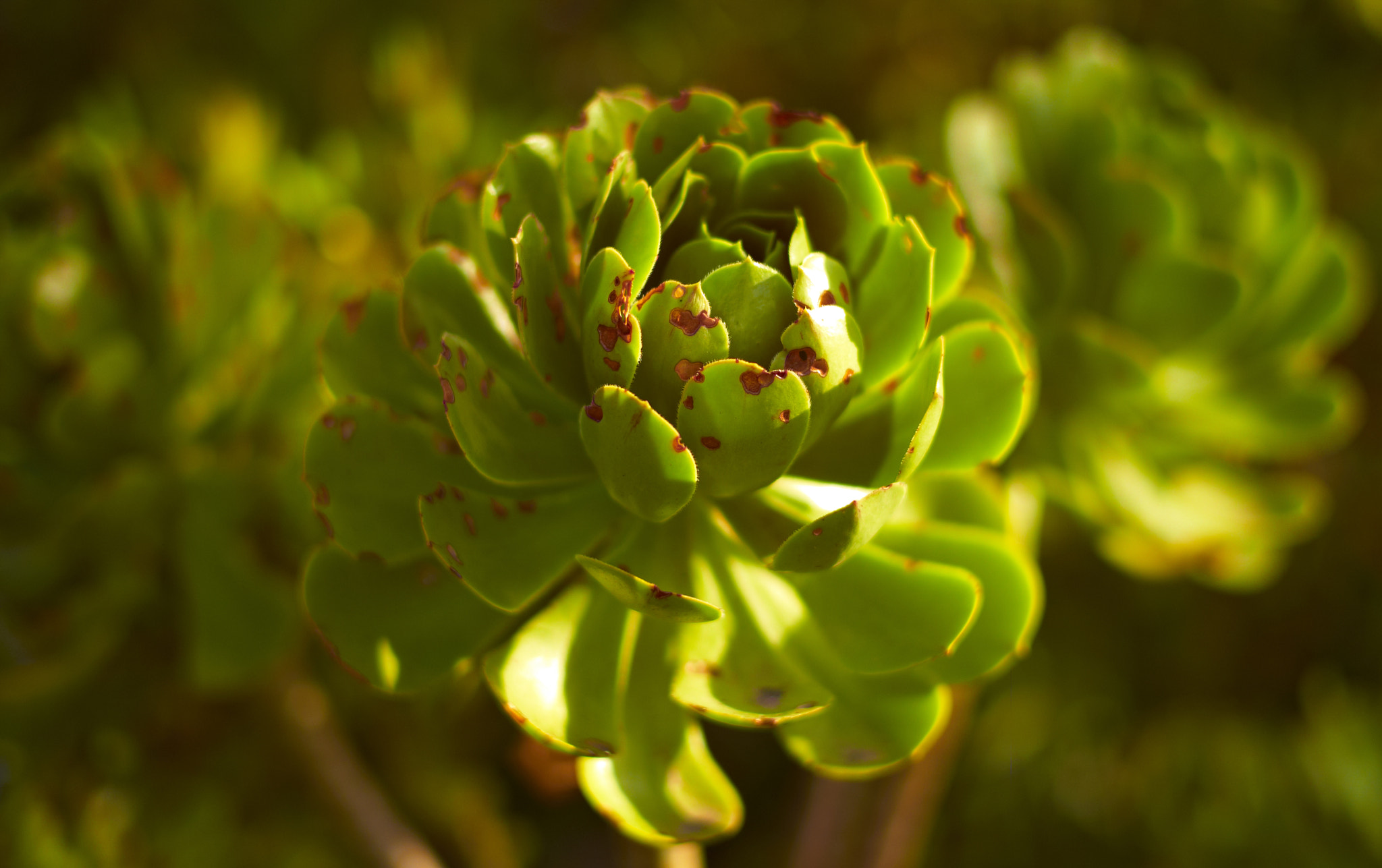Leica M8 sample photo. Plant photography