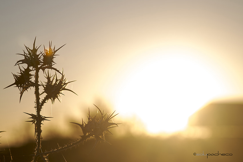 Canon EF 28-105mm f/3.5-4.5 USM sample photo. Cardo photography