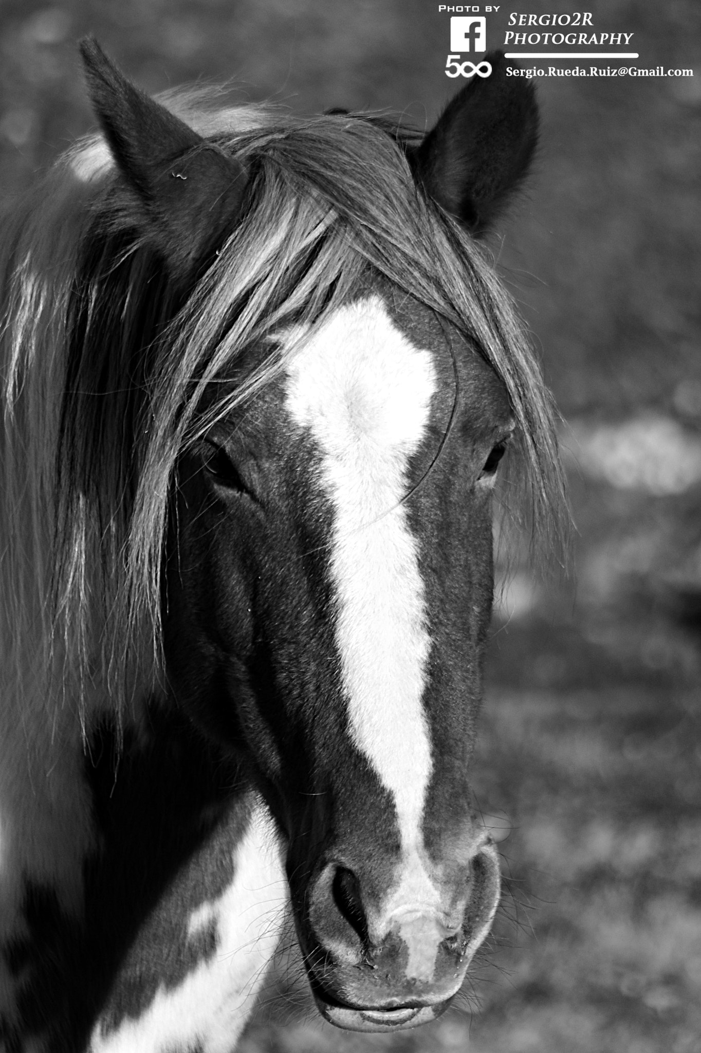 Pentax K-r + Sigma Lens (3 255) sample photo. Retrato caballo photography