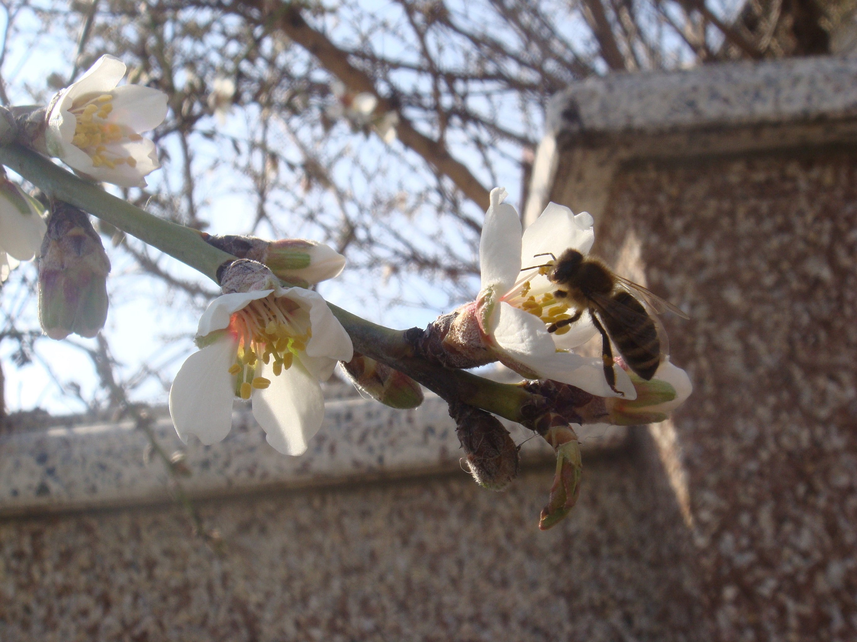 Sony DSC-T2 sample photo. Spring bee photography