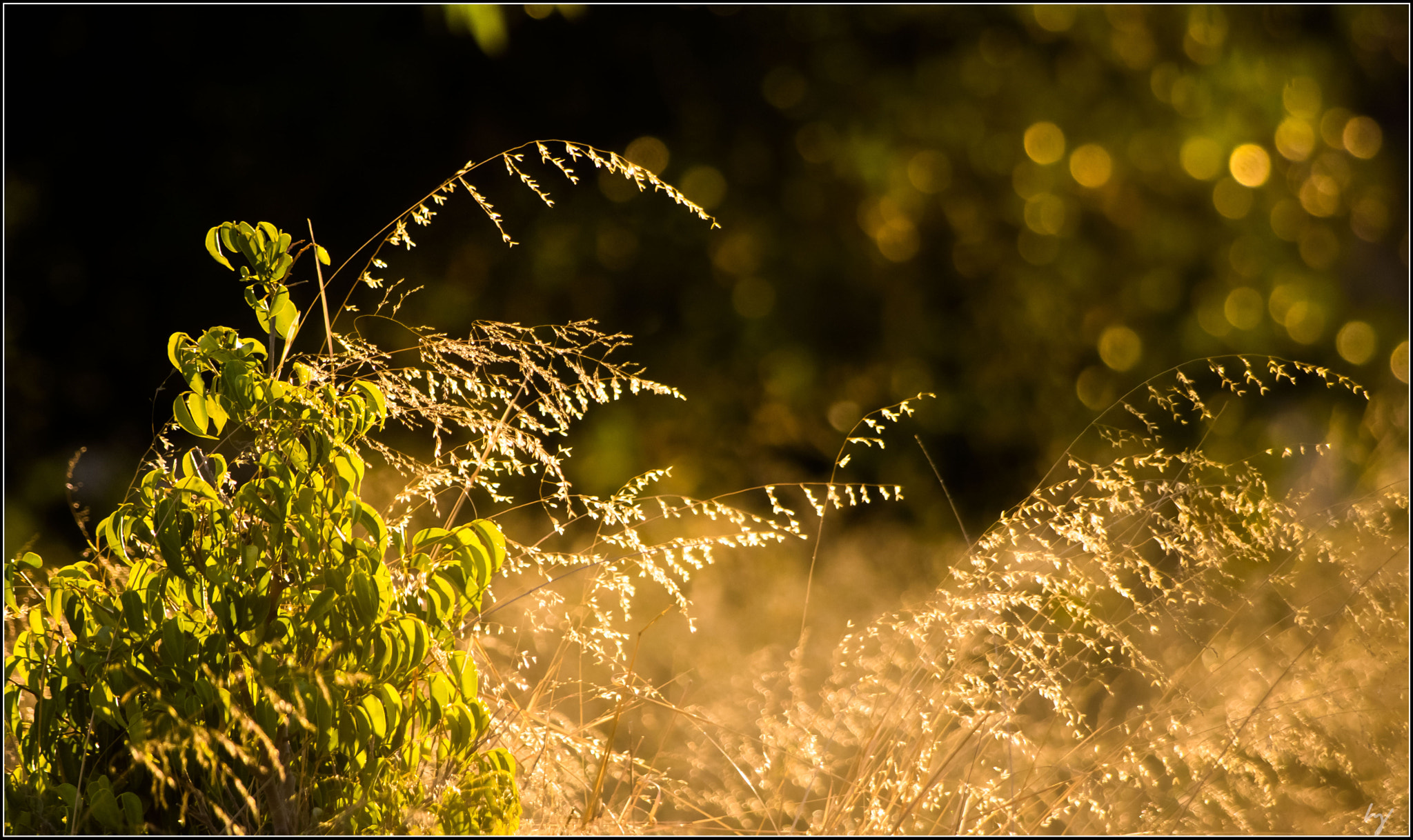 Canon EOS 760D (EOS Rebel T6s / EOS 8000D) + Canon EF 100-300mm f/5.6L sample photo. Golden hour photography