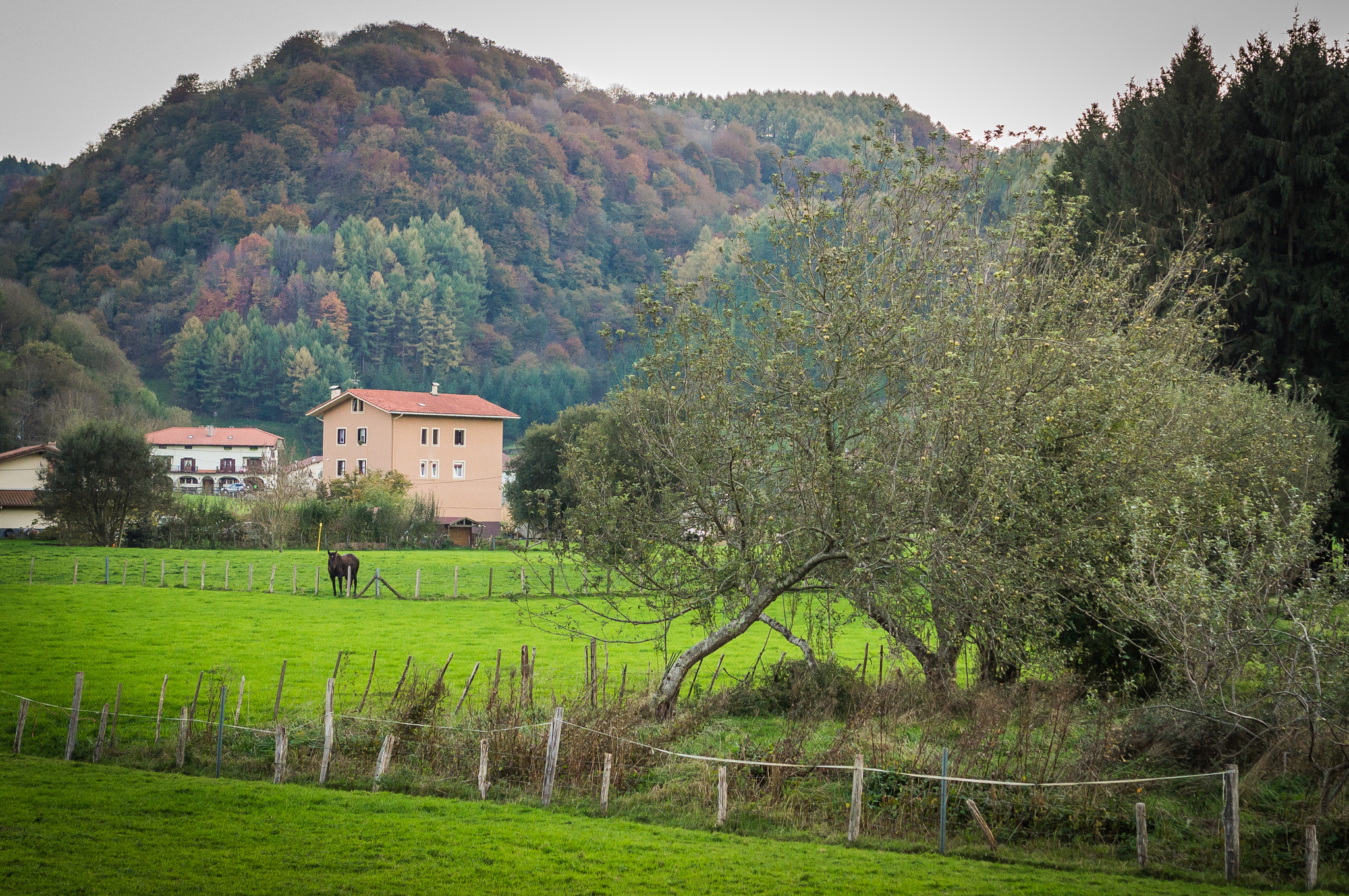 Sony Alpha NEX-F3 + Sony E 35mm F1.8 OSS sample photo. Berastegi, photography