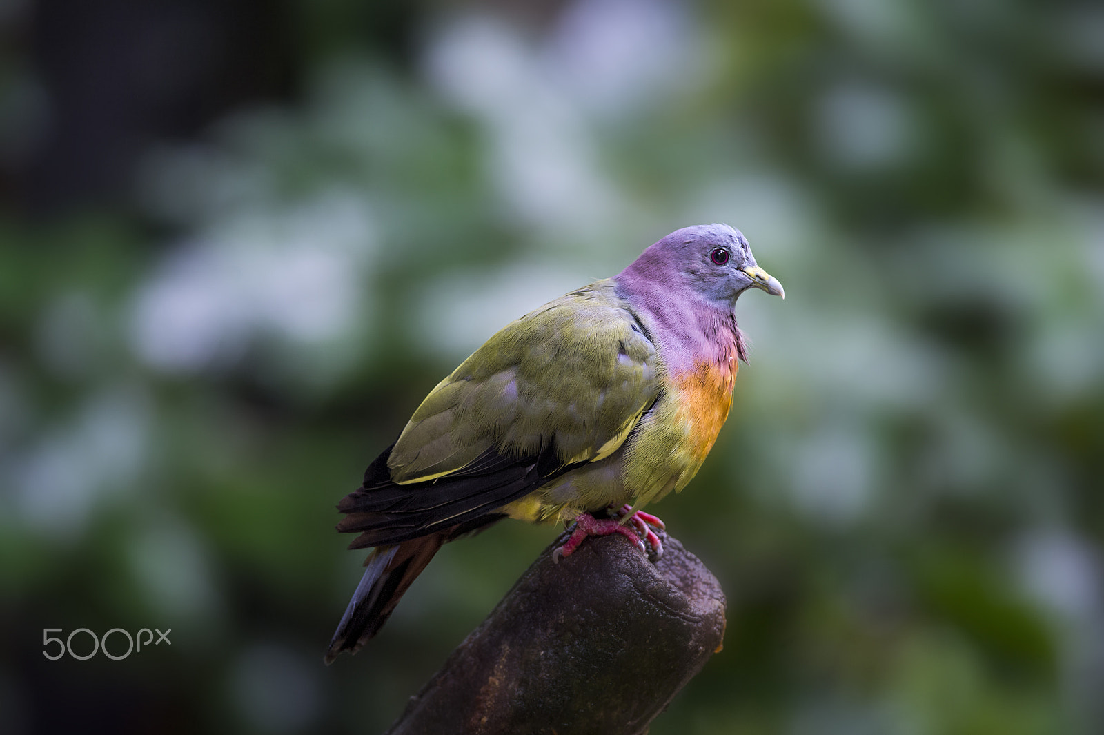 Nikon D4 + Nikon AF-S Nikkor 300mm F4D ED-IF sample photo. Pink-necked green pigeon (m) photography