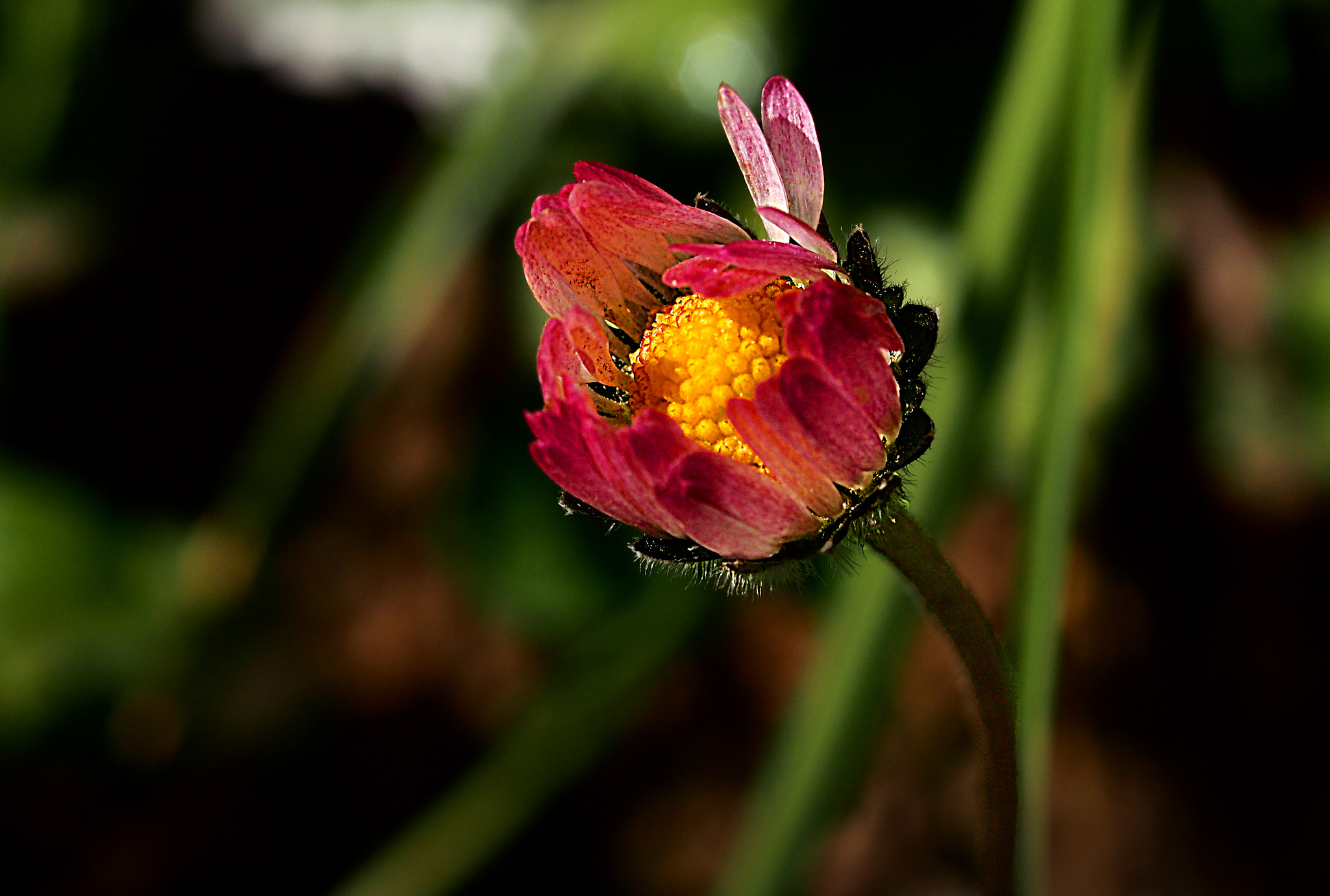 Olympus OM-D E-M1 + Sigma 105mm F2.8 EX DG Macro sample photo. Baby daisy photography