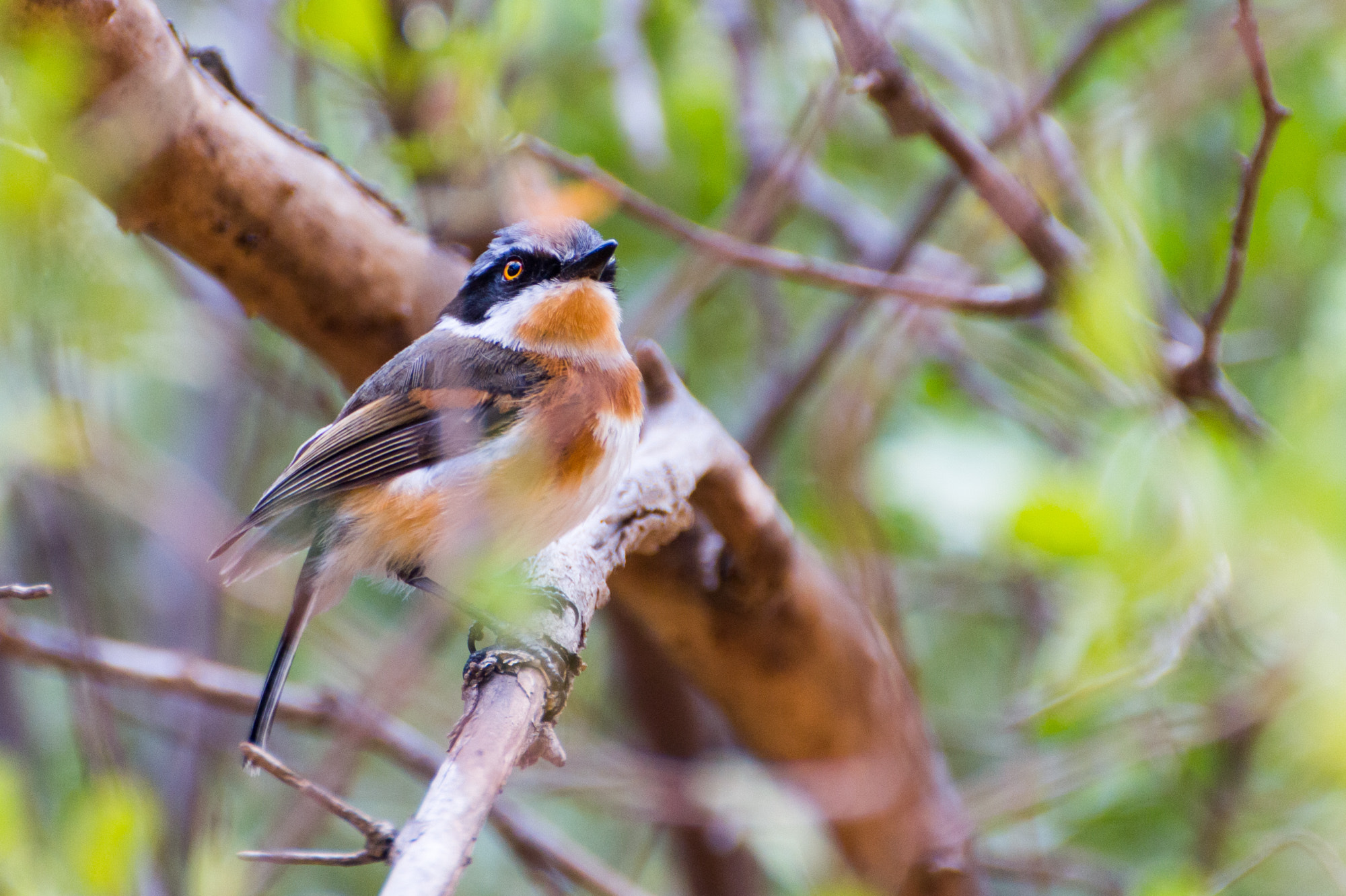 Tamron SP 35mm F1.8 Di VC USD sample photo. Cape batis photography