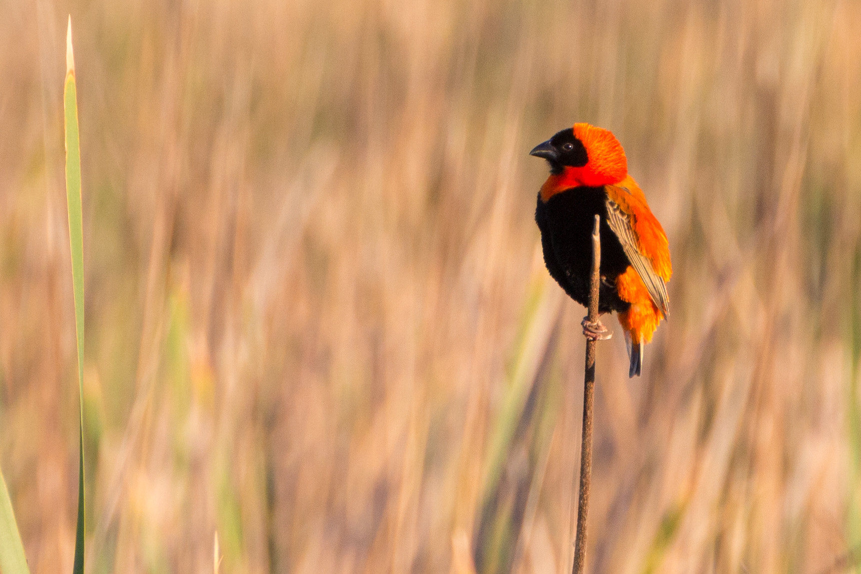 Tamron SP 35mm F1.8 Di VC USD sample photo. Red bishop photography