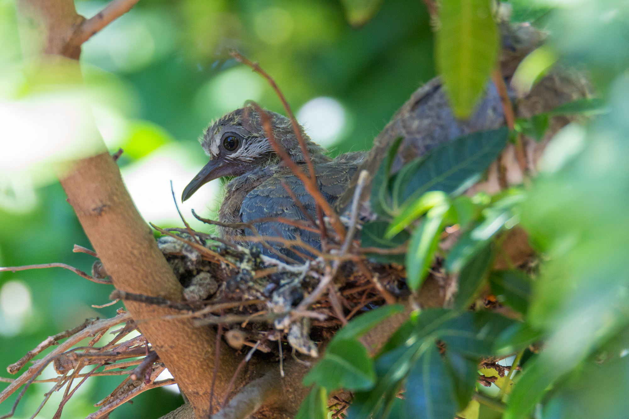 Canon EOS 100D (EOS Rebel SL1 / EOS Kiss X7) + Tamron SP 150-600mm F5-6.3 Di VC USD sample photo. Young doves in their nest photography