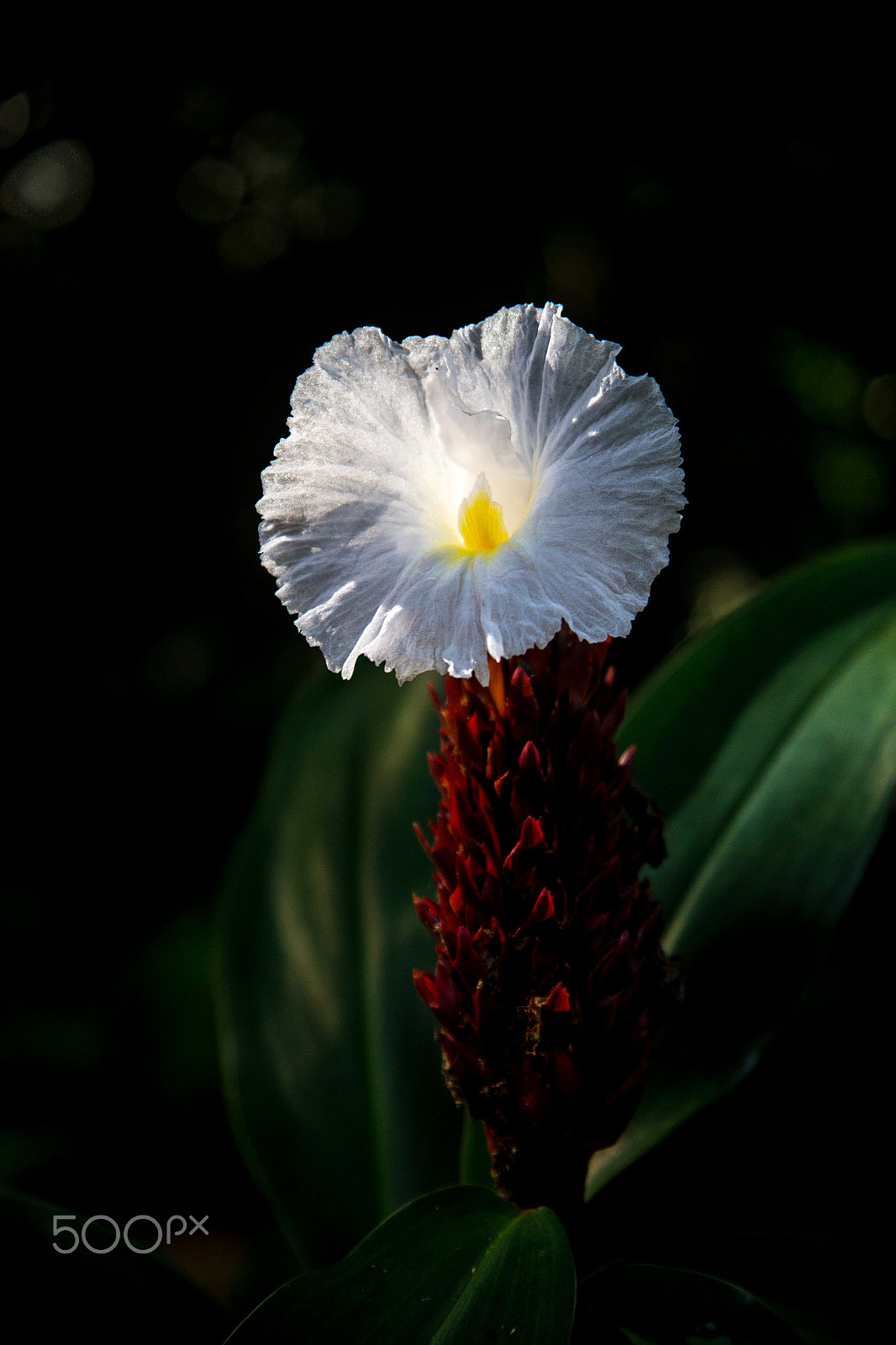 Canon EF 24-85mm F3.5-4.5 USM sample photo. Flower light photography
