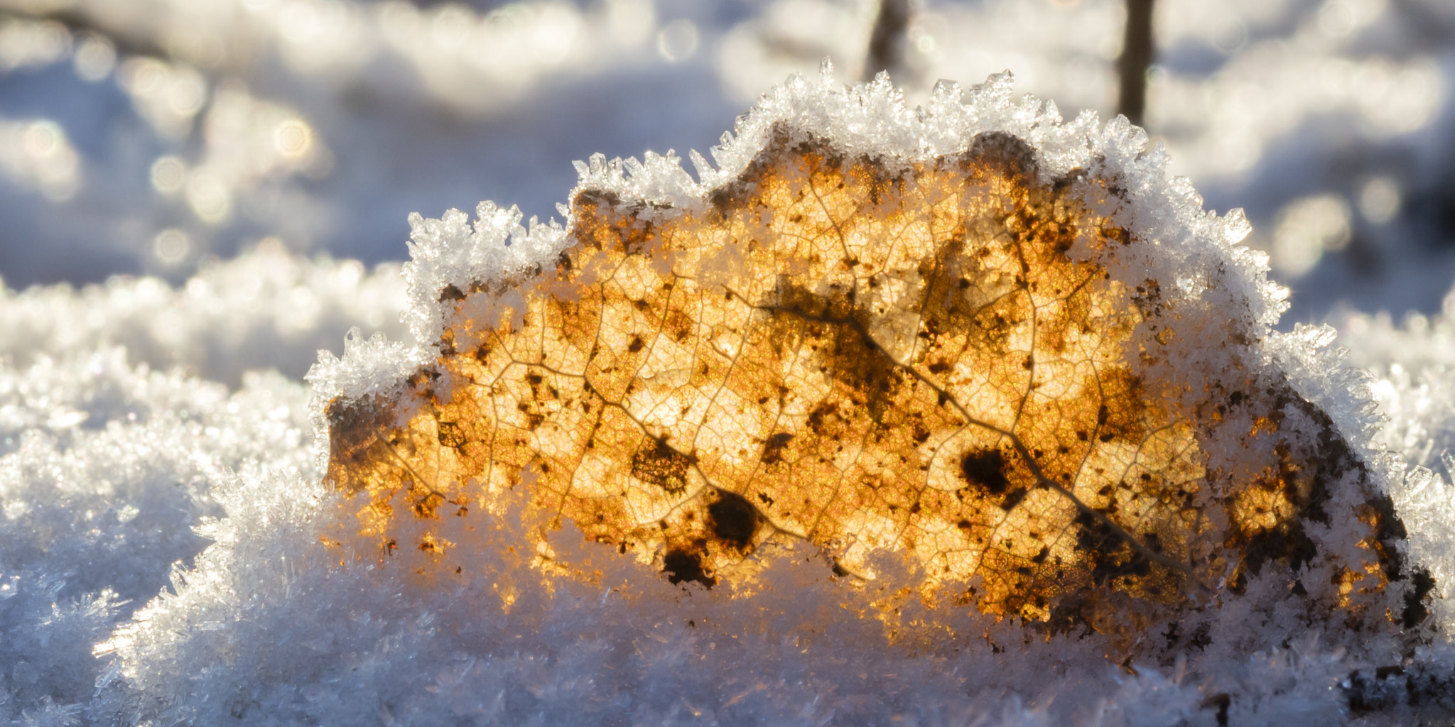 Canon EOS 5DS + Canon EF 100mm F2.8 Macro USM sample photo. Nature photography