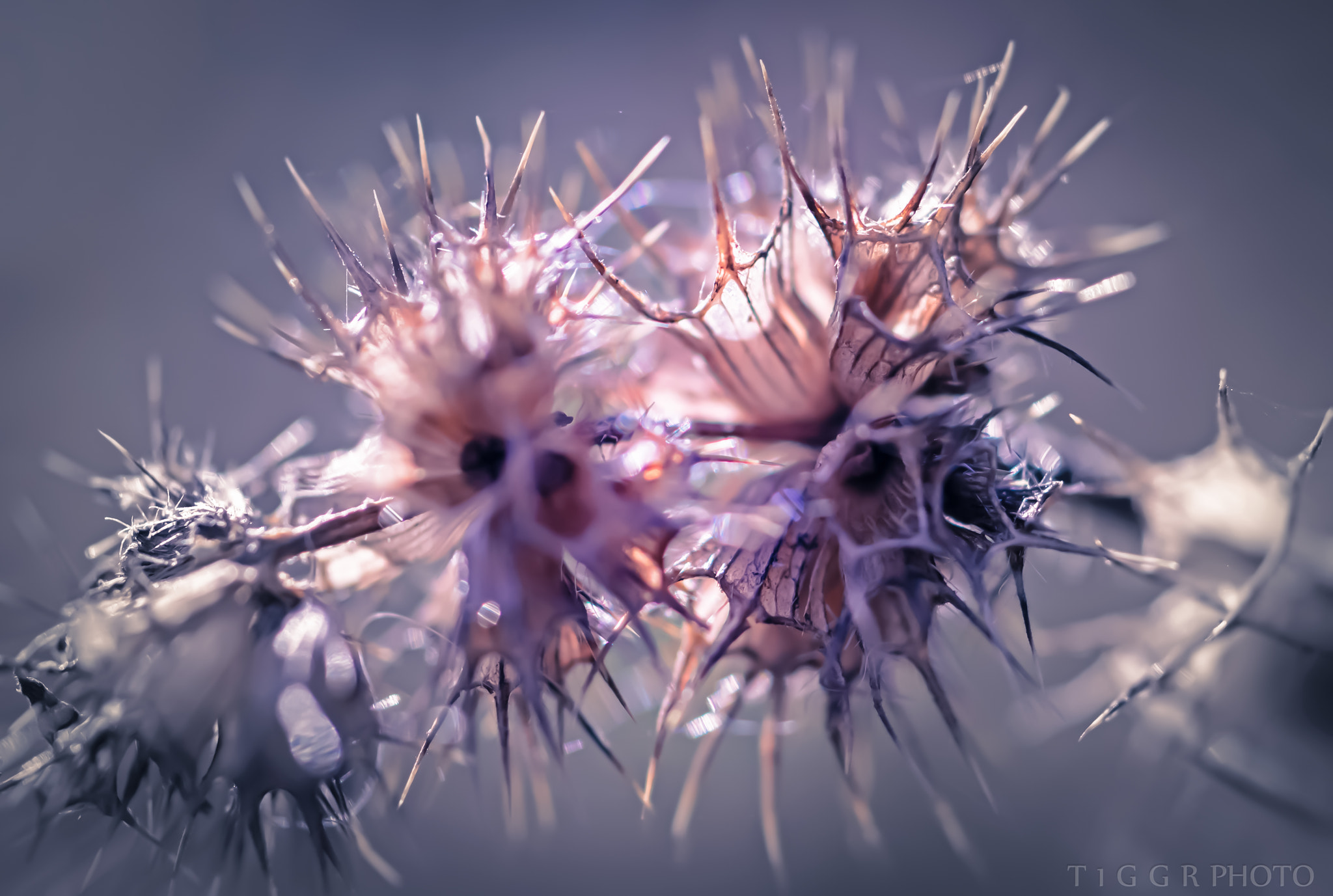 Samsung NX 60mm F2.8 Macro ED OIS SSA sample photo. Spikes photography