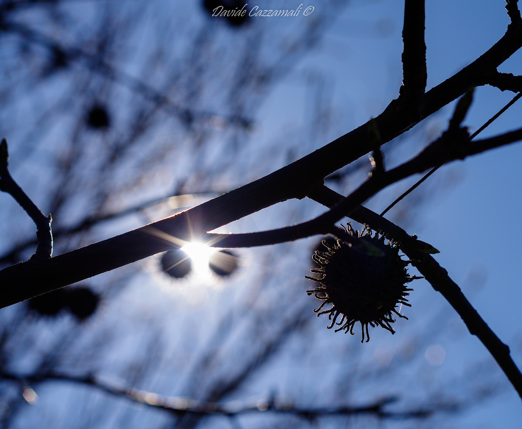 Pentax K-5 + smc PENTAX-F 50mm F1.7 sample photo. Platanus photography