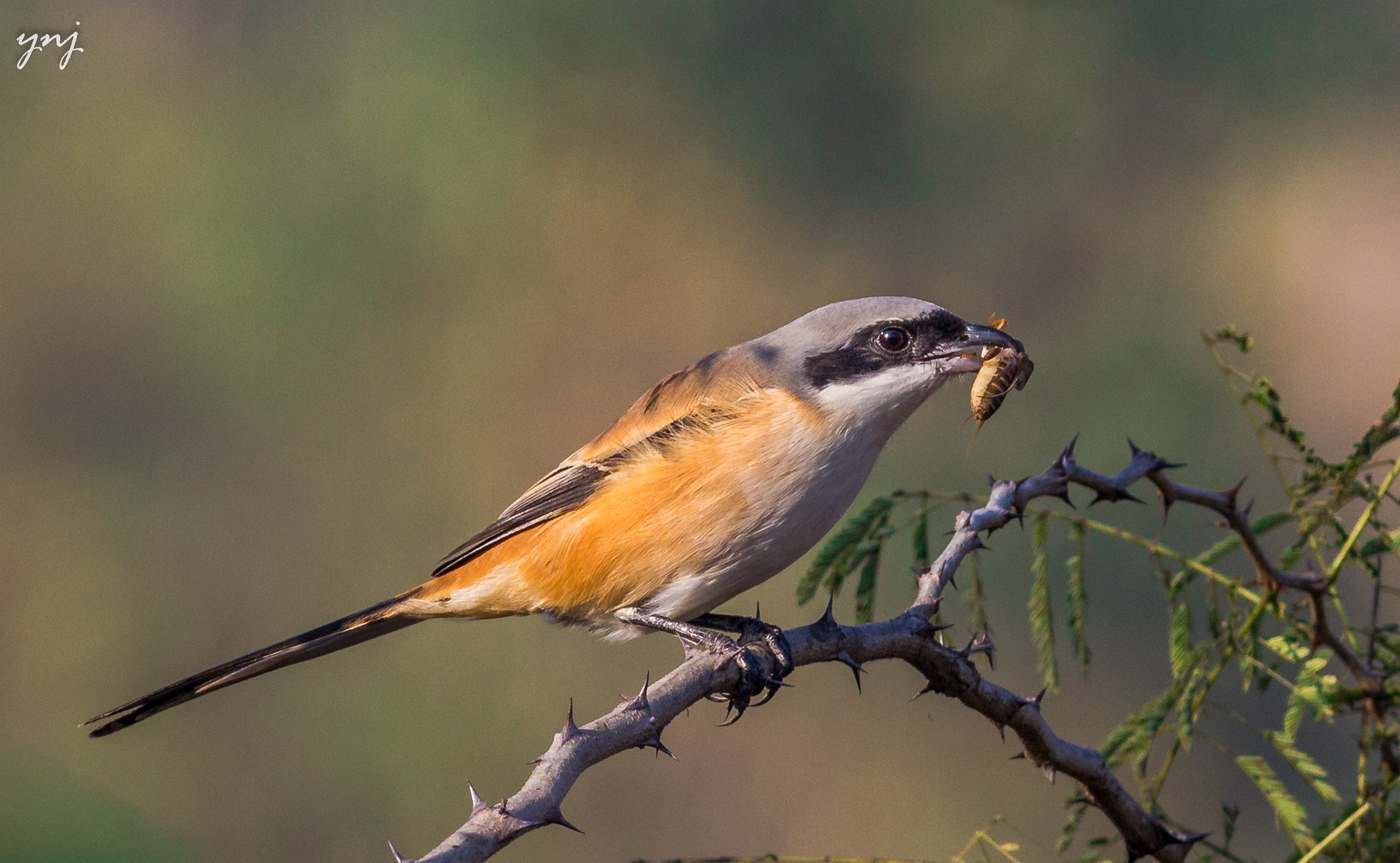 Canon EOS 550D (EOS Rebel T2i / EOS Kiss X4) + Canon EF 400mm F5.6L USM sample photo. Shrike with a kill photography