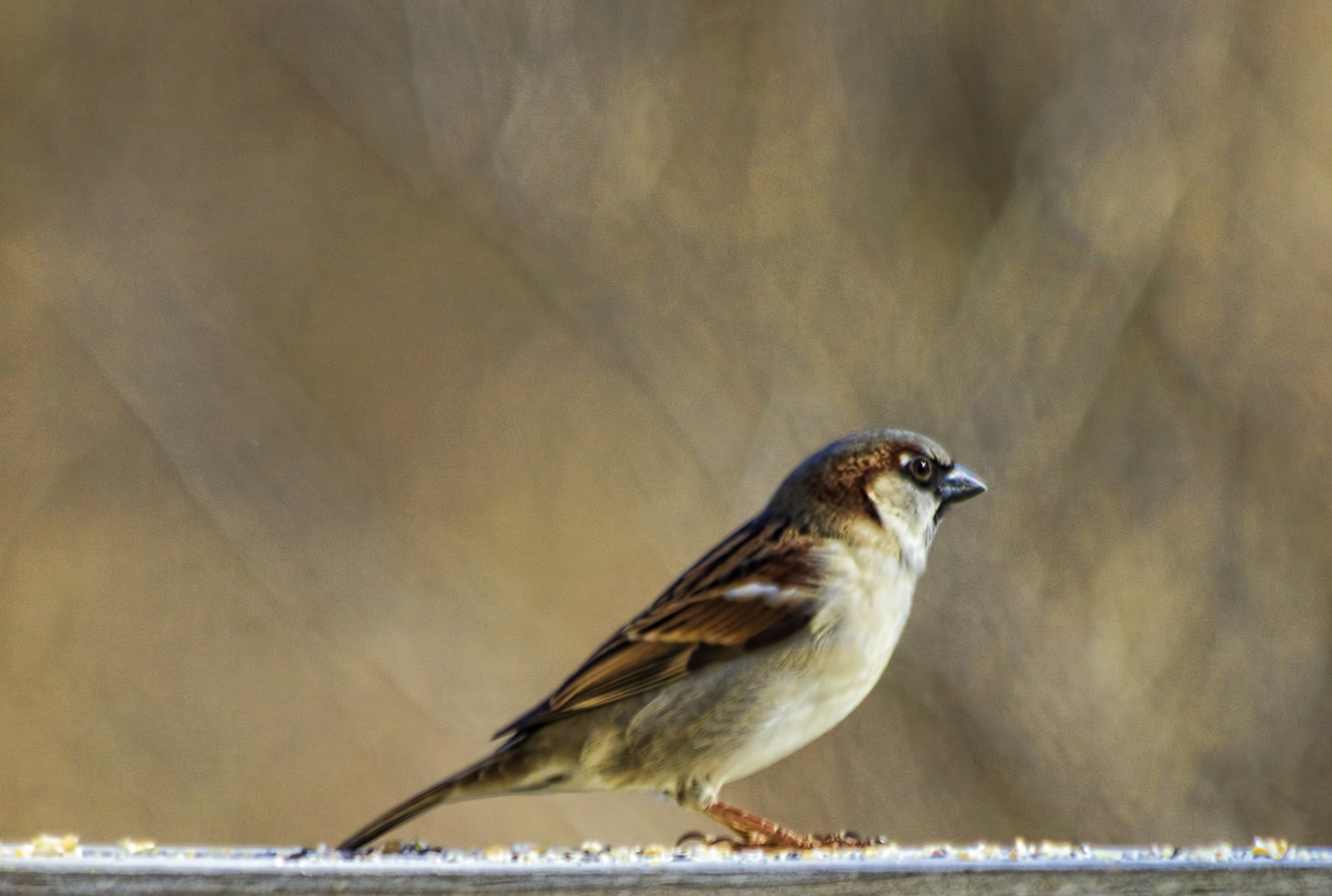 Canon EF 70-300mm F4-5.6 IS USM sample photo. Bird close up photography