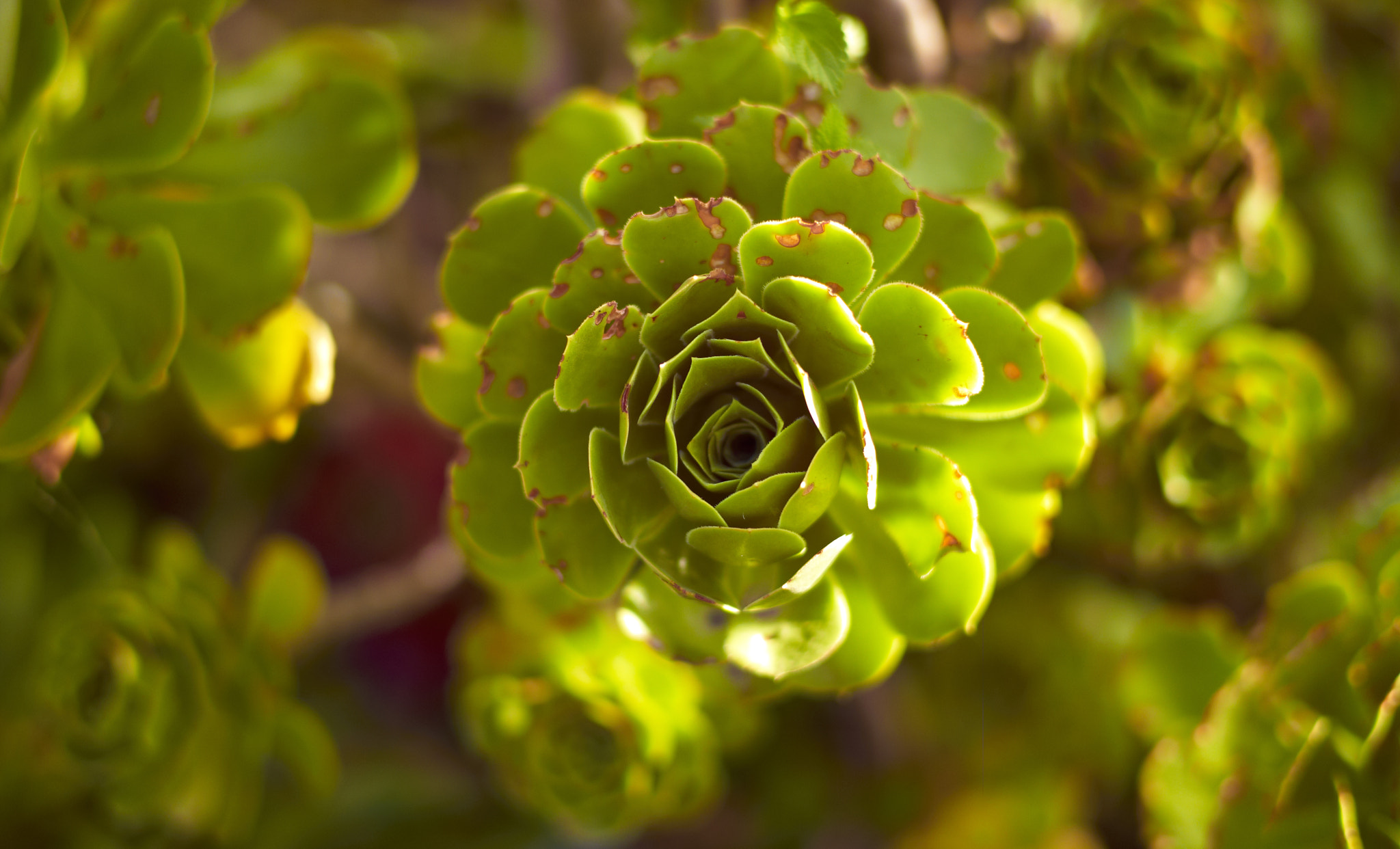 Leica M8 sample photo. Plant #2 photography