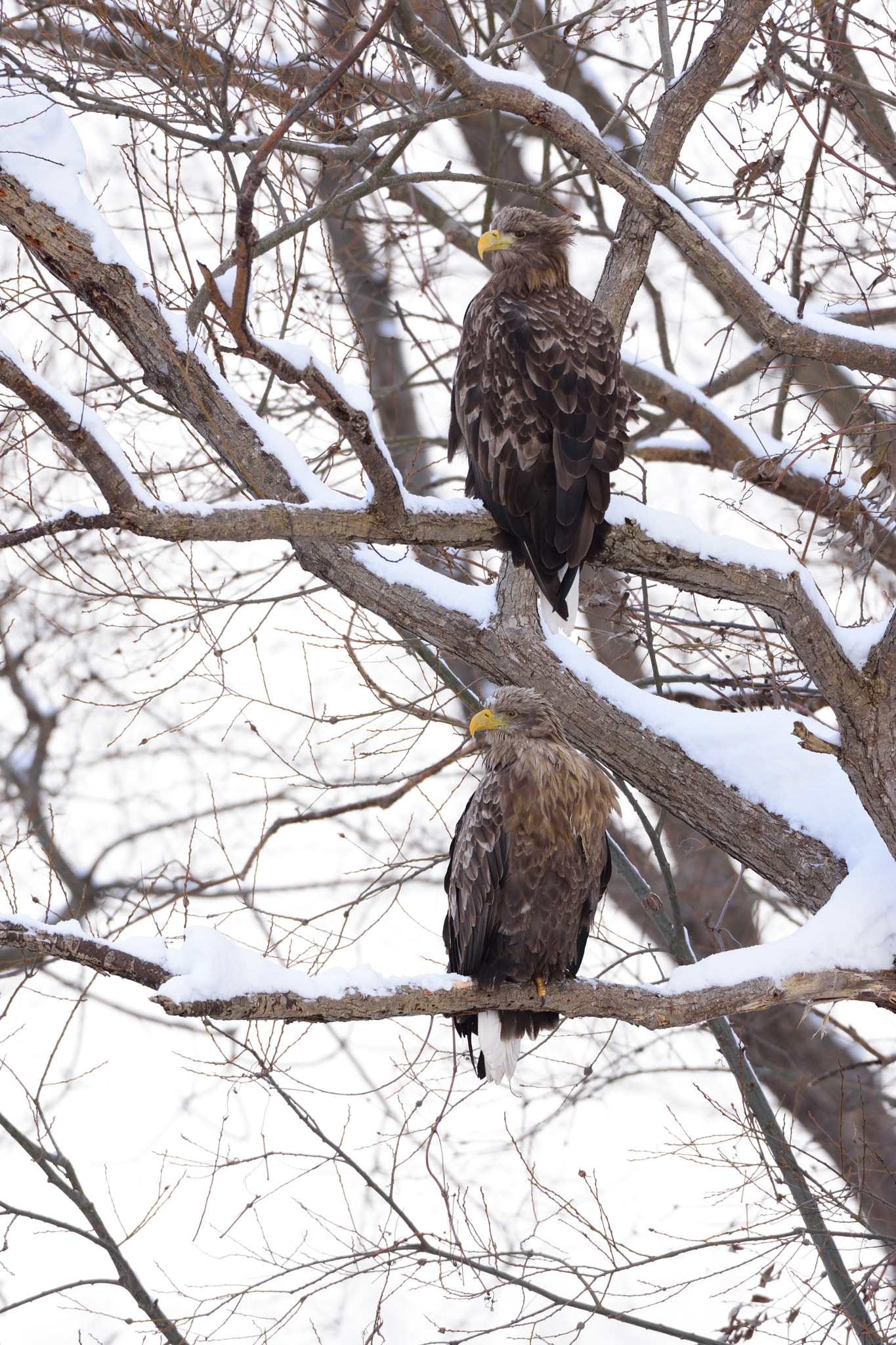 Nikon D7200 + Sigma 500mm F4.5 EX DG HSM sample photo. White tailed eagle photography
