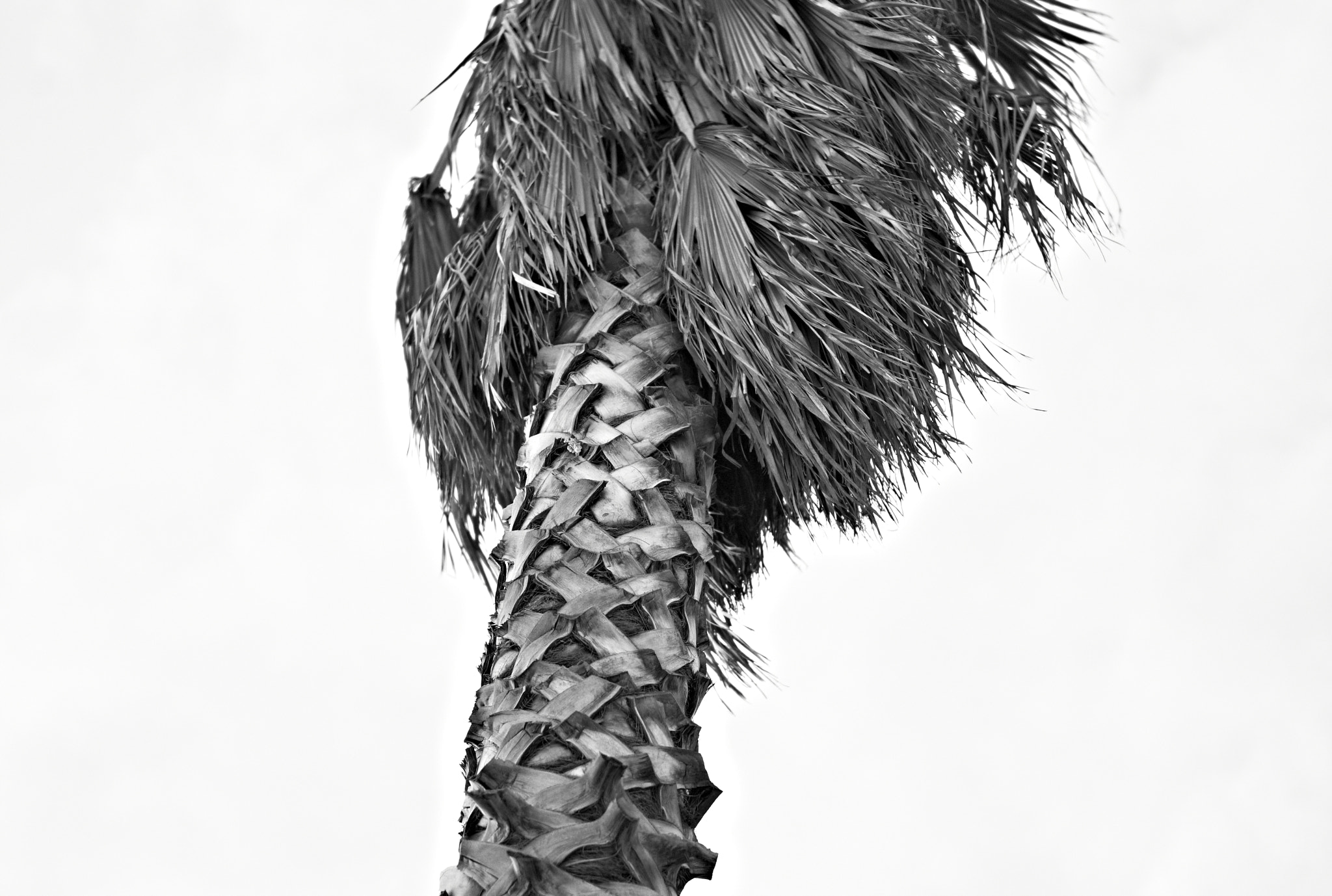 Leica M8 sample photo. Palm tree photography