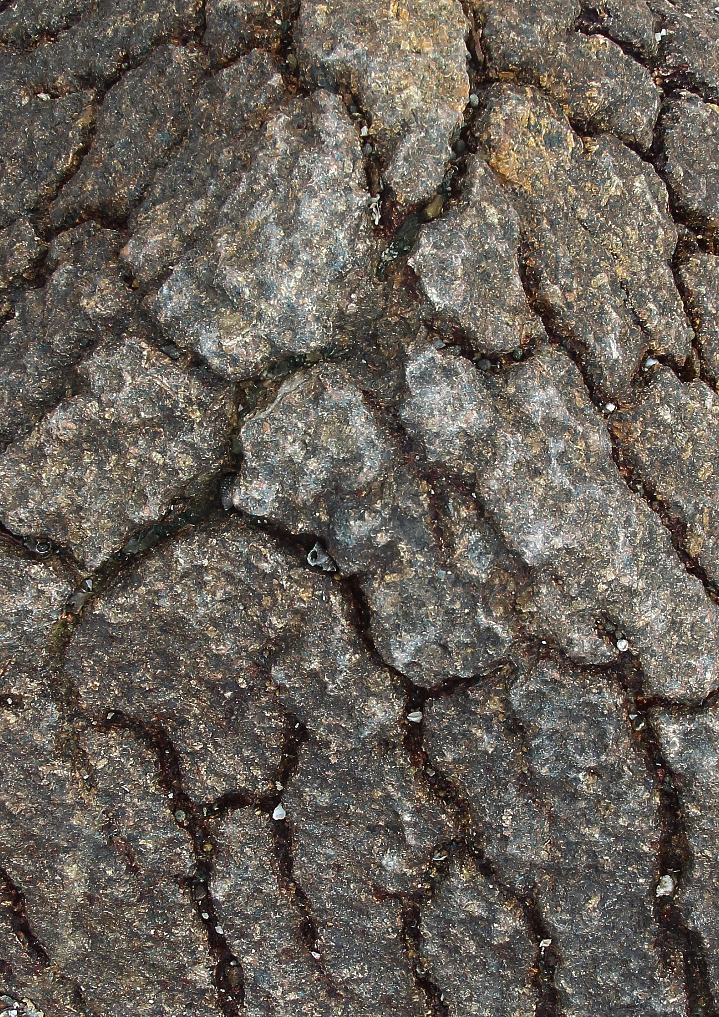 Canon EOS 650D (EOS Rebel T4i / EOS Kiss X6i) + Canon EF 17-35mm f/2.8L sample photo. Rocks, stones and clams photography