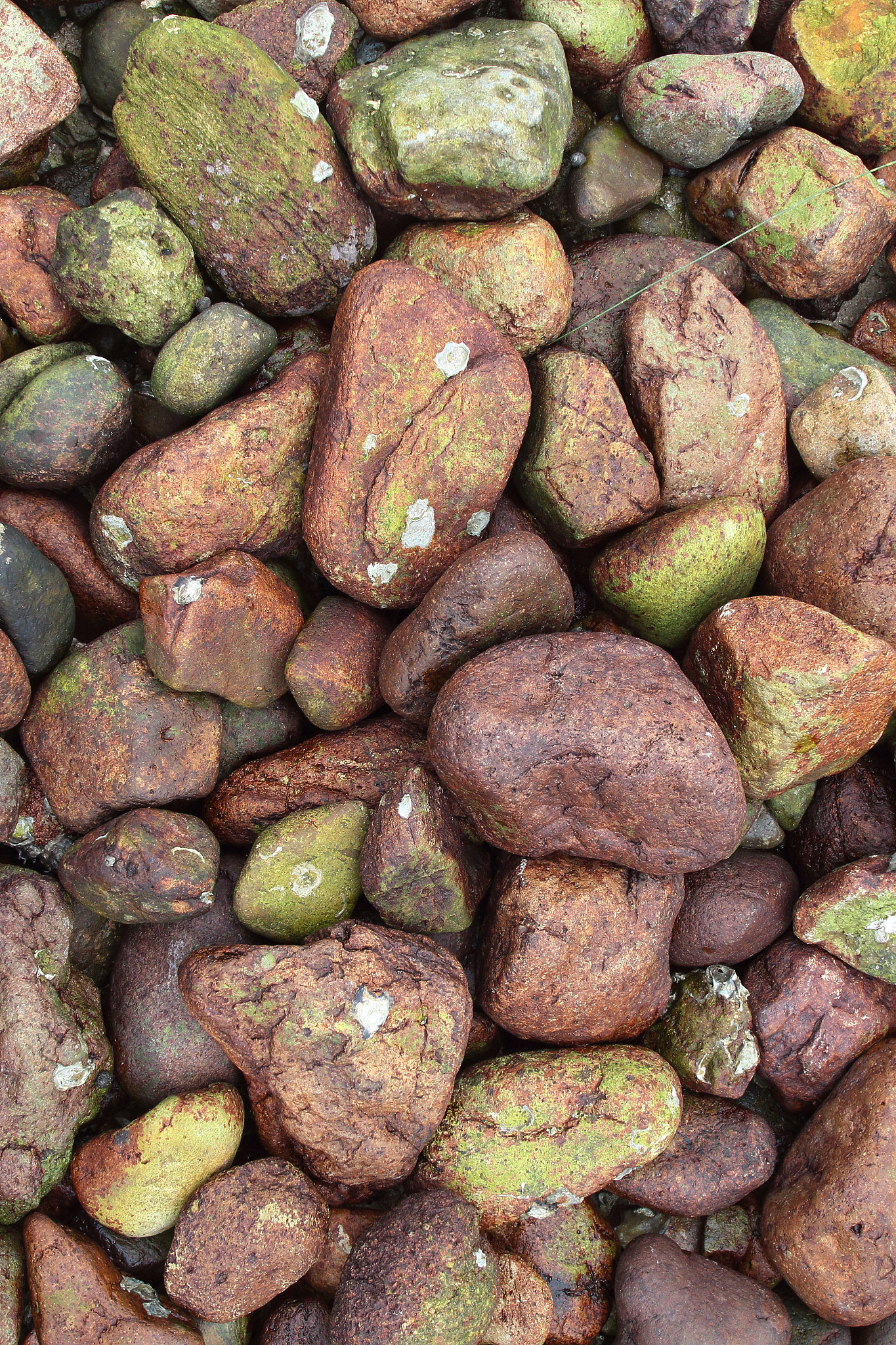 Canon EOS 650D (EOS Rebel T4i / EOS Kiss X6i) + Canon EF 17-35mm f/2.8L sample photo. Rocks, stones and clams photography