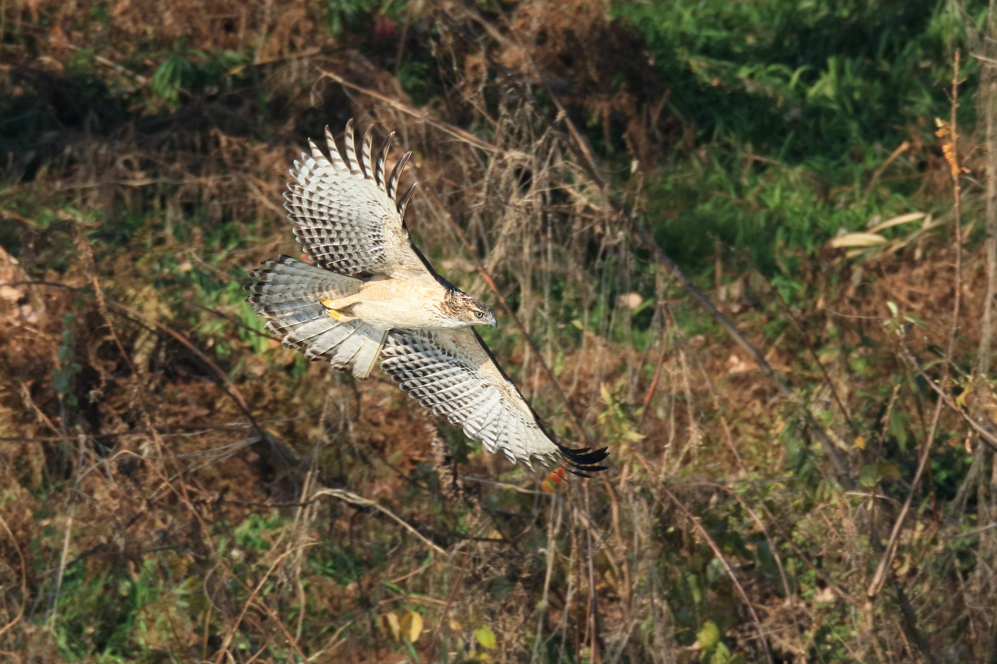 Canon EF 800mm F5.6L IS USM sample photo. クマタカ   来て− photography
