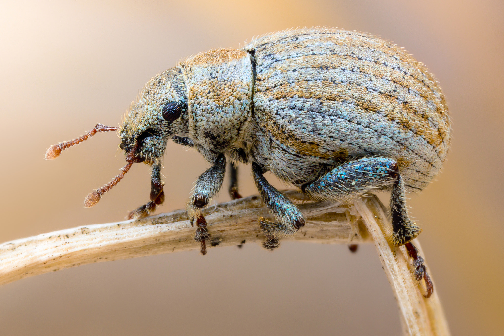 65mm F2.8 sample photo. Sand weevil photography