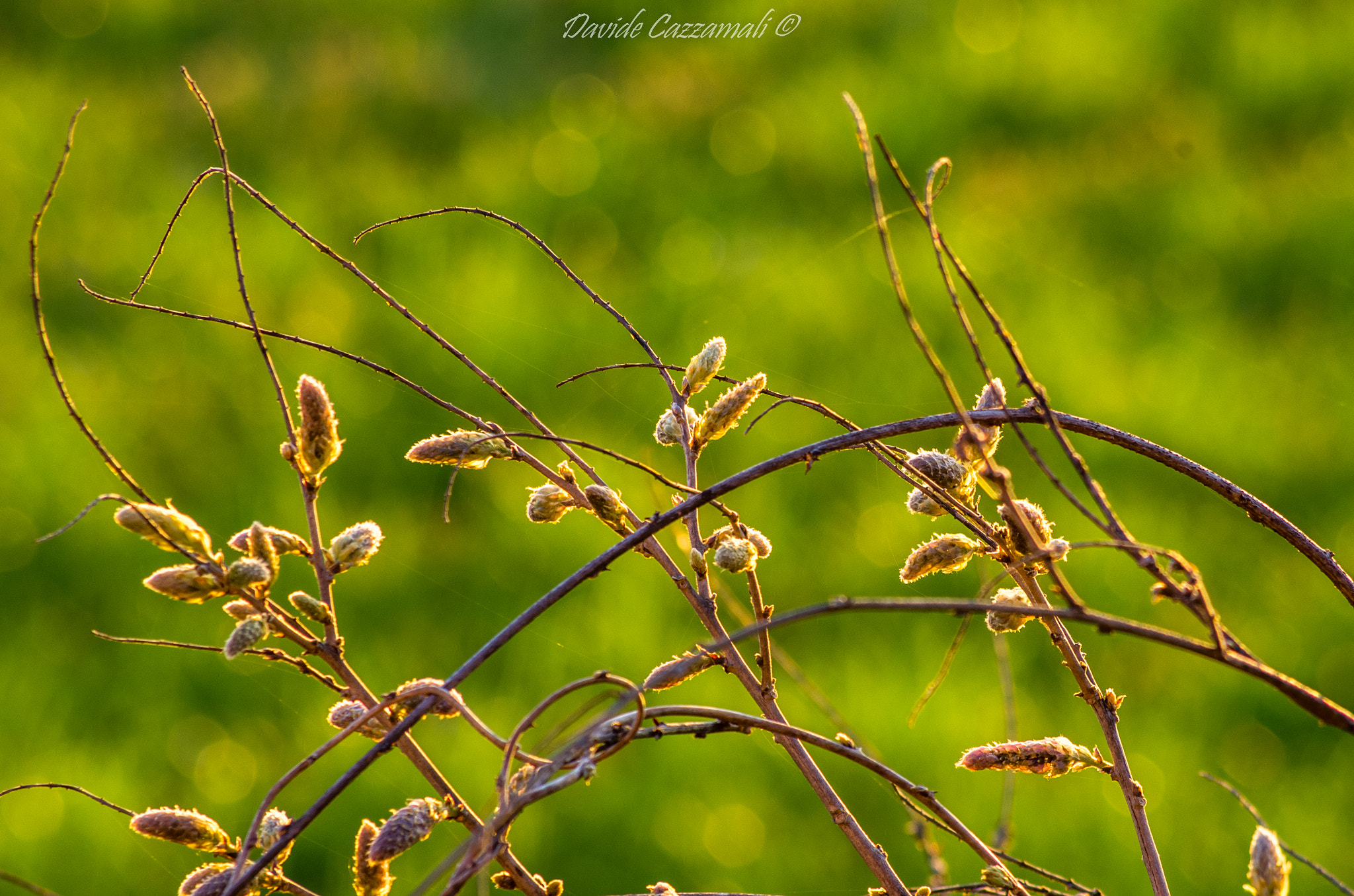 HD Pentax DA 55-300mm F4.0-5.8 ED WR sample photo. Plant photography