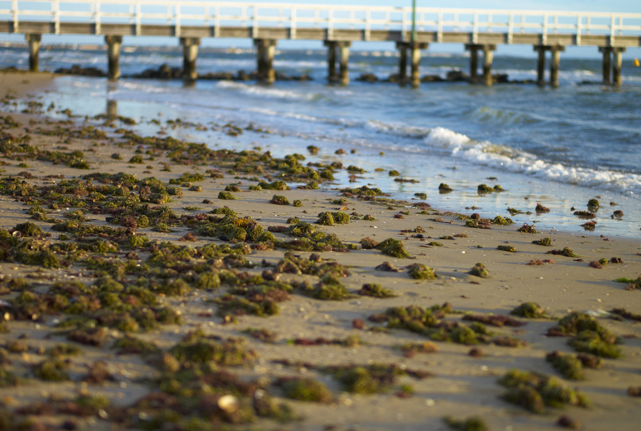 Leica M8 sample photo. Seaweed photography