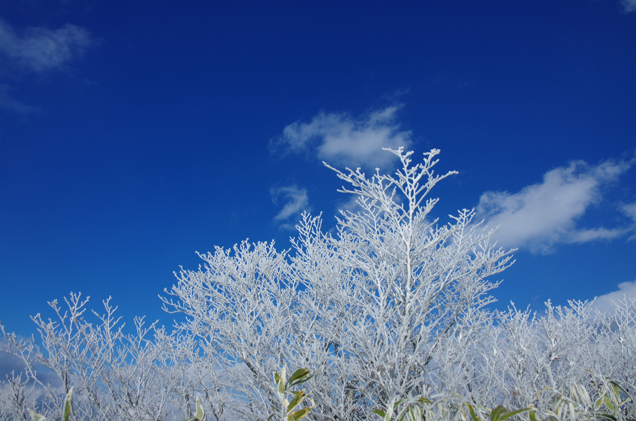 Pentax K-5 sample photo. Imgq6936.jpg photography