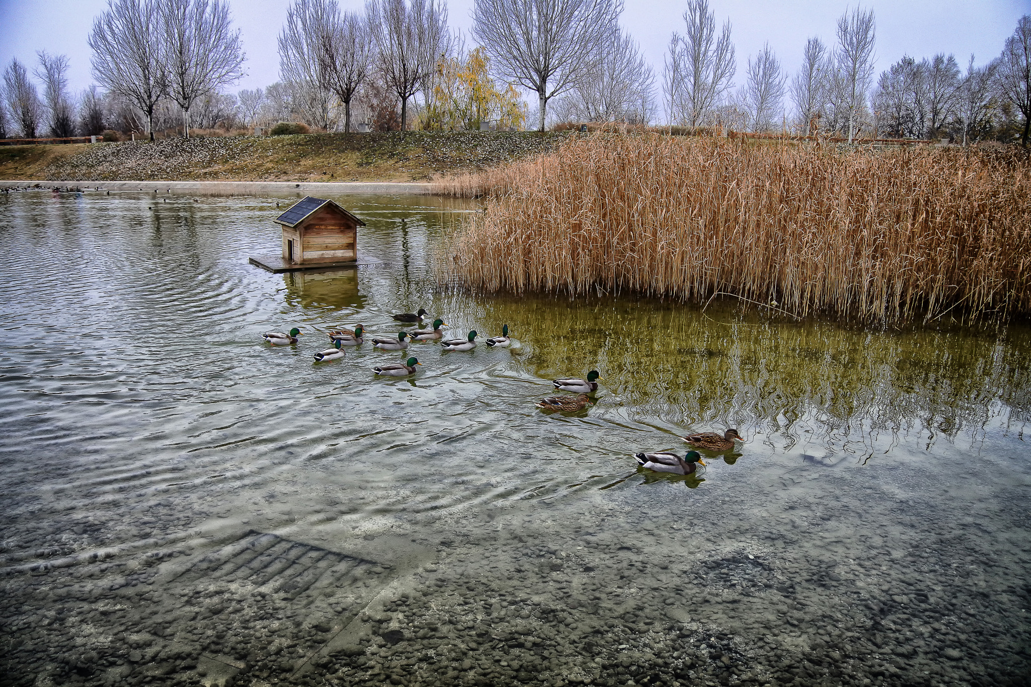 1 NIKKOR VR 10-100mm f/4-5.6 sample photo. Hot winter ducks not go photography