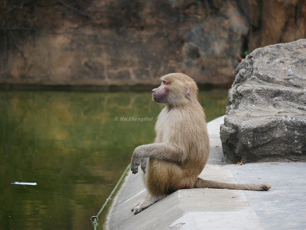 Panasonic Lumix DMC-GH4 sample photo. Monkey 猴子 photography