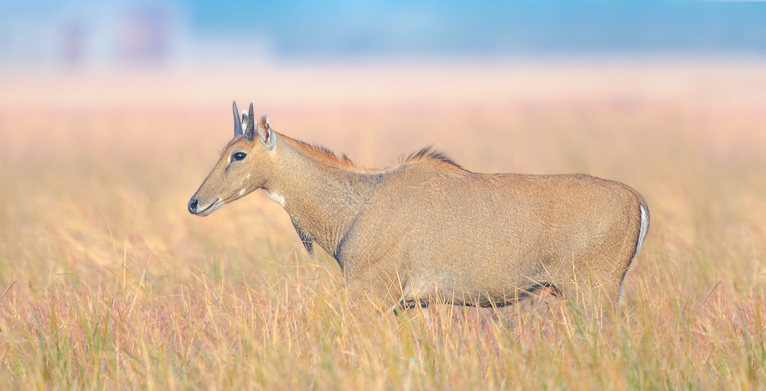 Nikon D7000 + Nikon AF-S Nikkor 500mm F4G ED VR sample photo. Nilgai photography