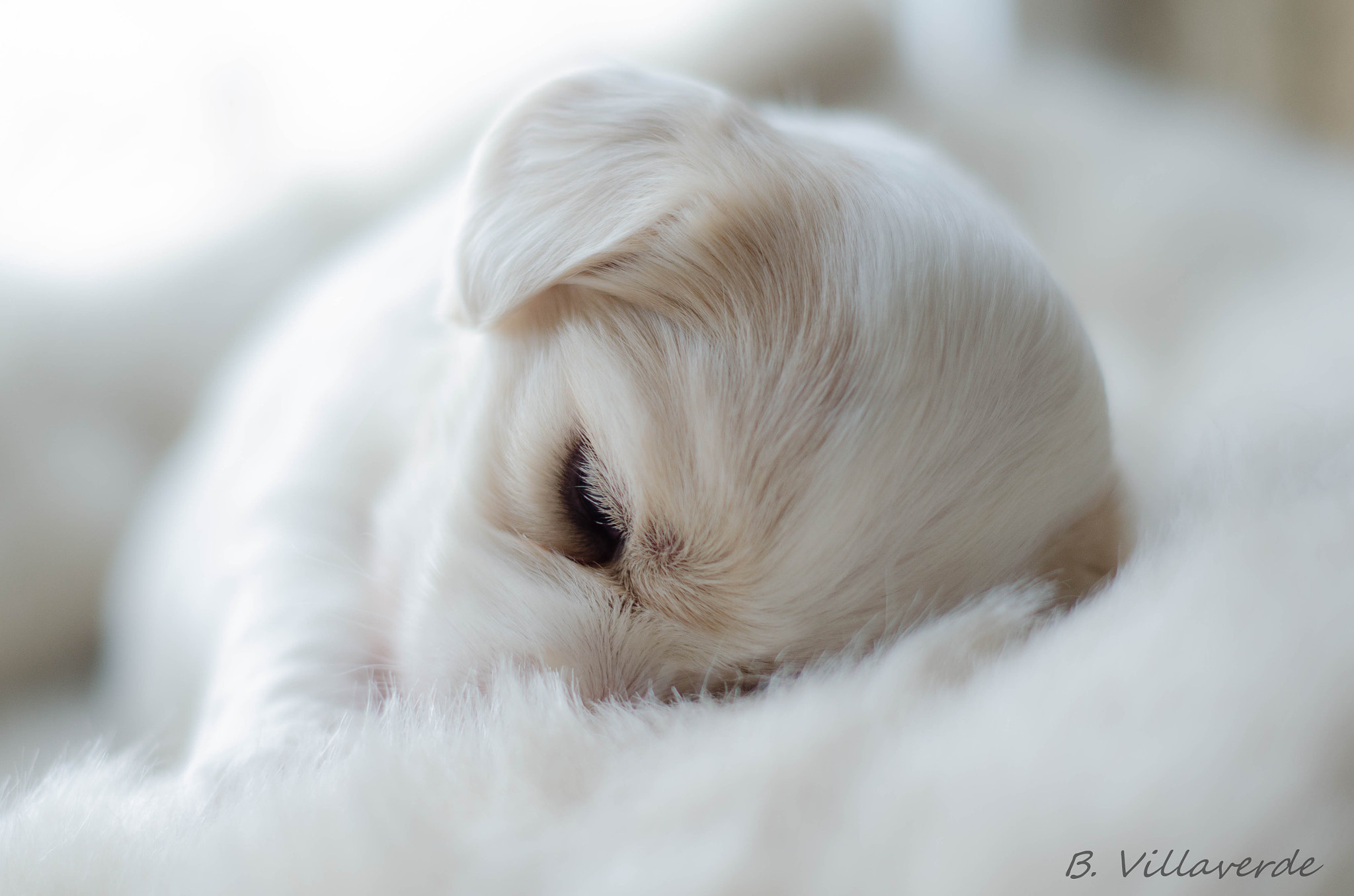 Nikon D5100 + AF Nikkor 50mm f/1.8 sample photo. Puppy photography