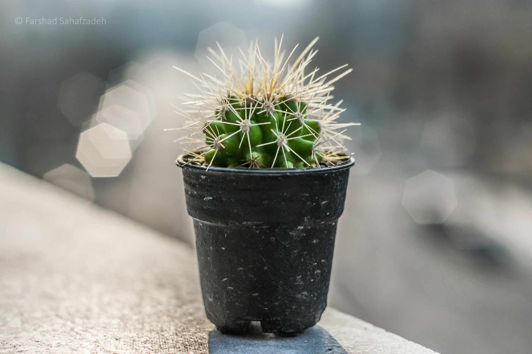 Nikon D5300 + Nikon AF Nikkor 50mm F1.4D sample photo. Warm and wild photography