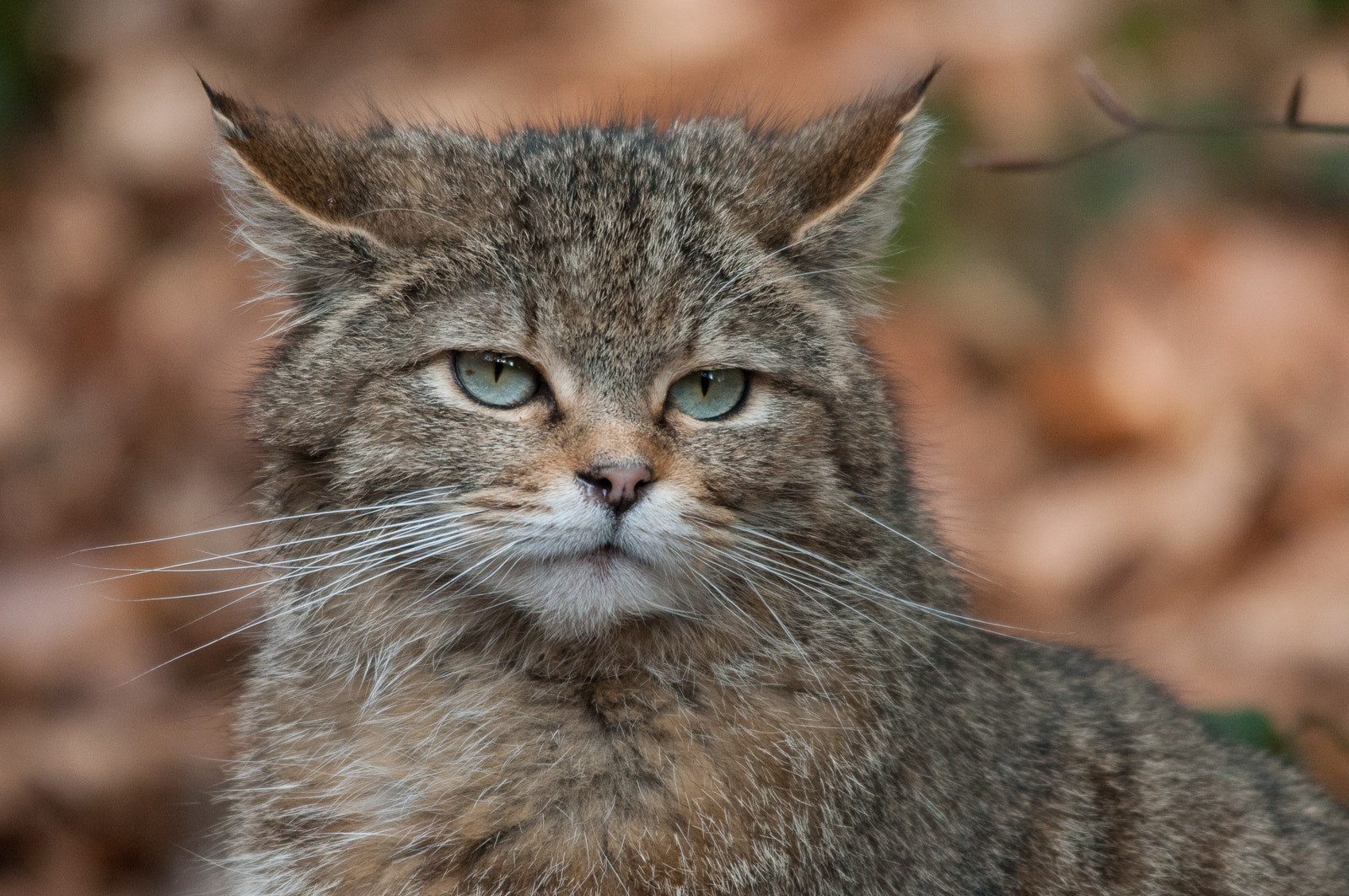 Sigma 150-500mm F5-6.3 DG OS HSM sample photo. Wild cat photography